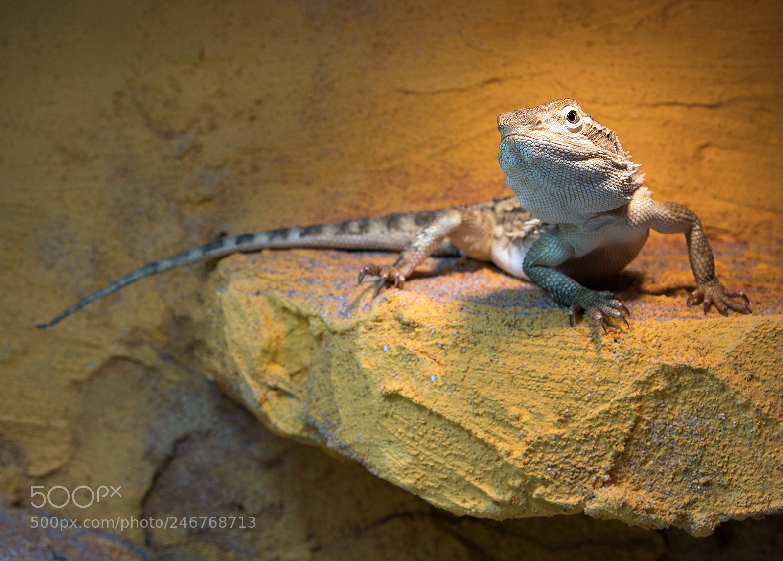 Pentax KP sample photo. The dragon photography