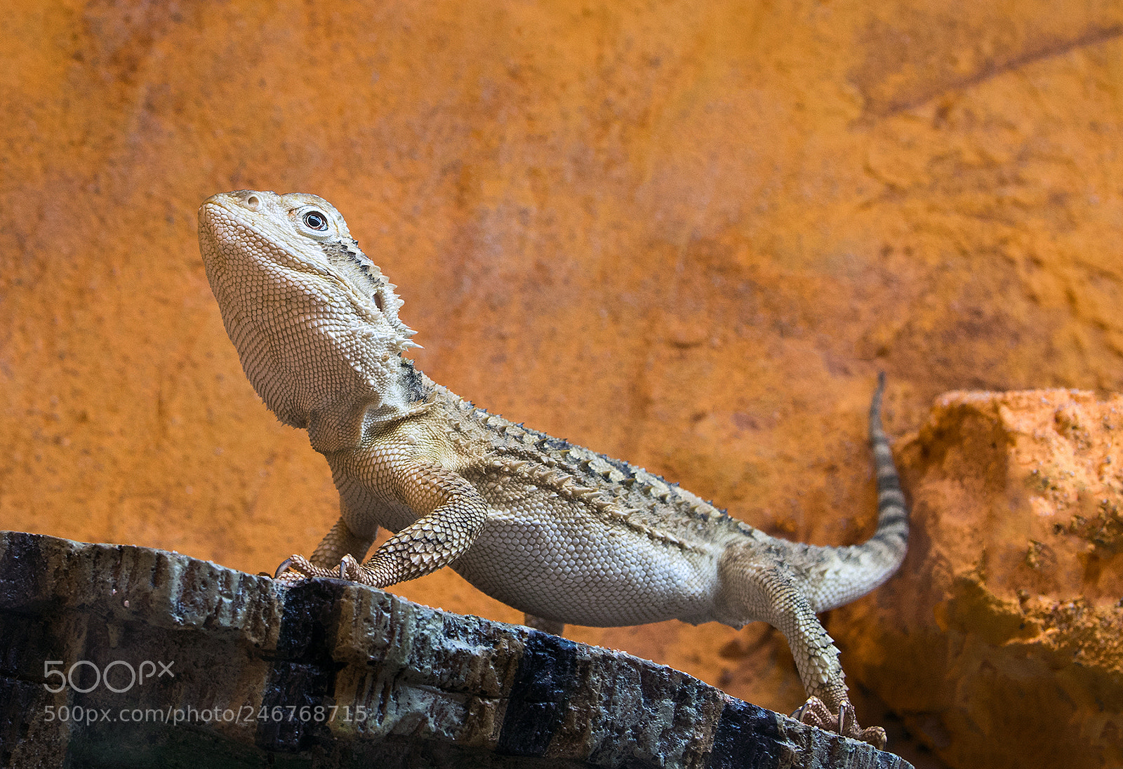 Pentax KP sample photo. The dragon photography
