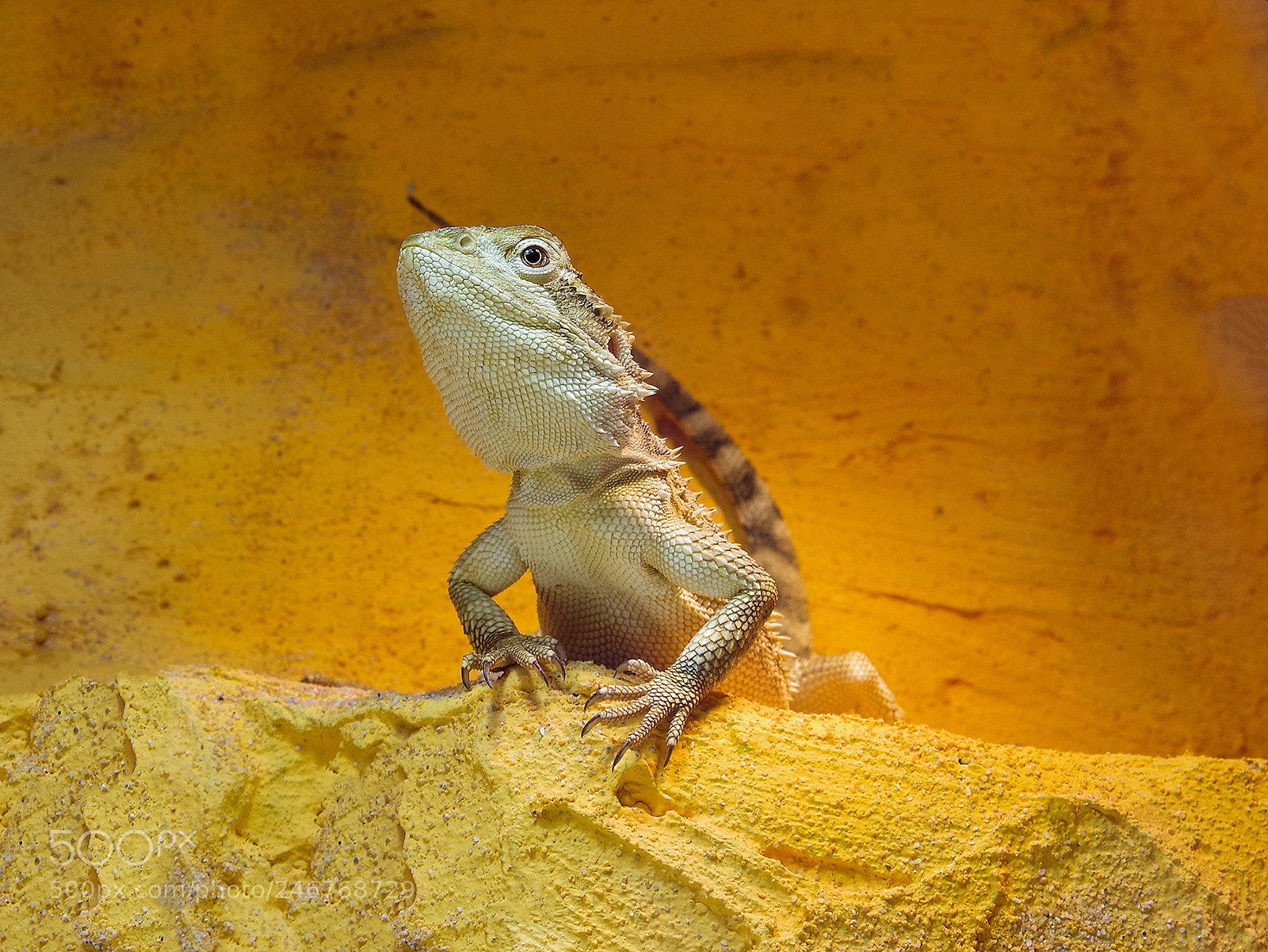 Pentax KP sample photo. The dragon photography