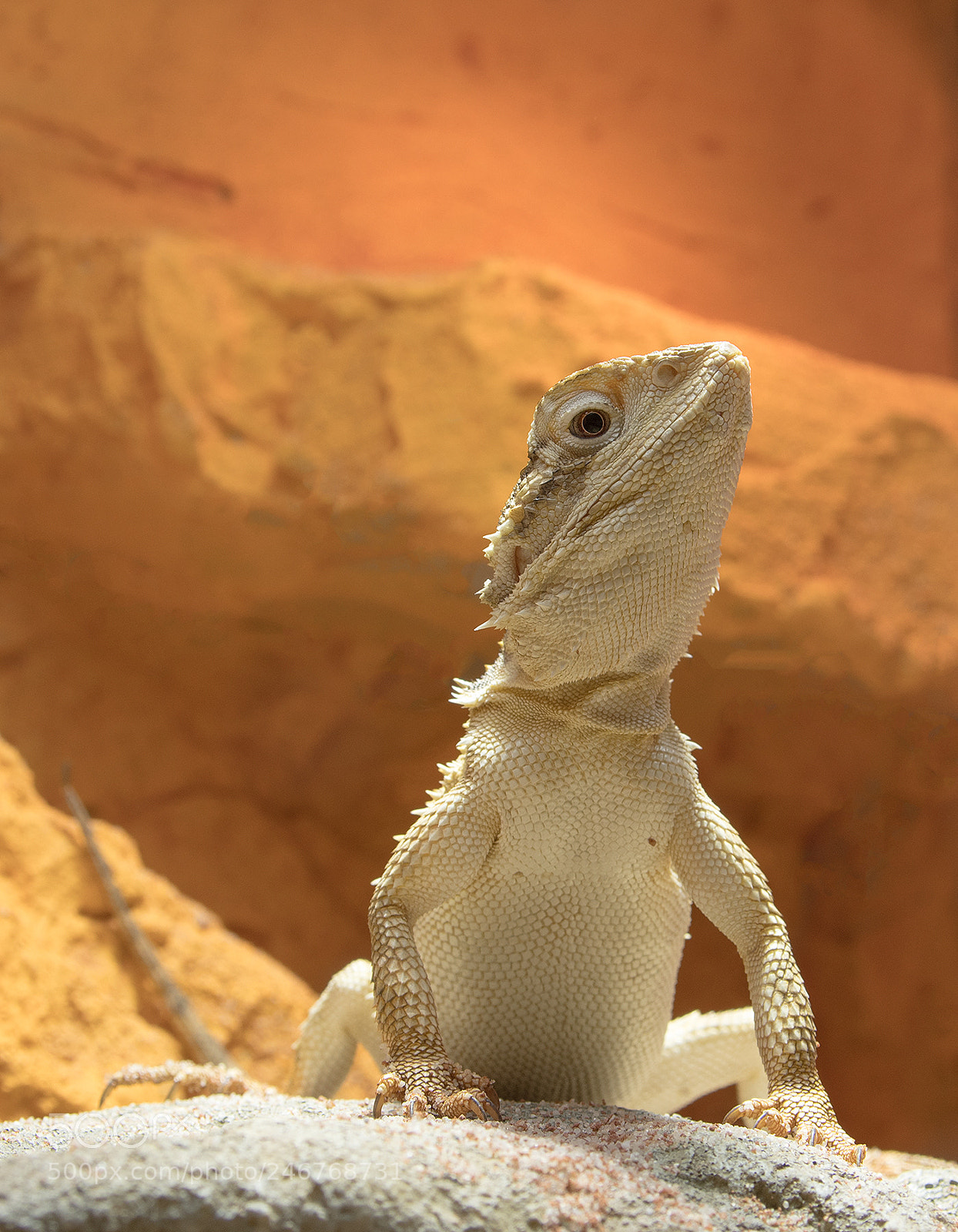 Pentax KP sample photo. The dragon photography