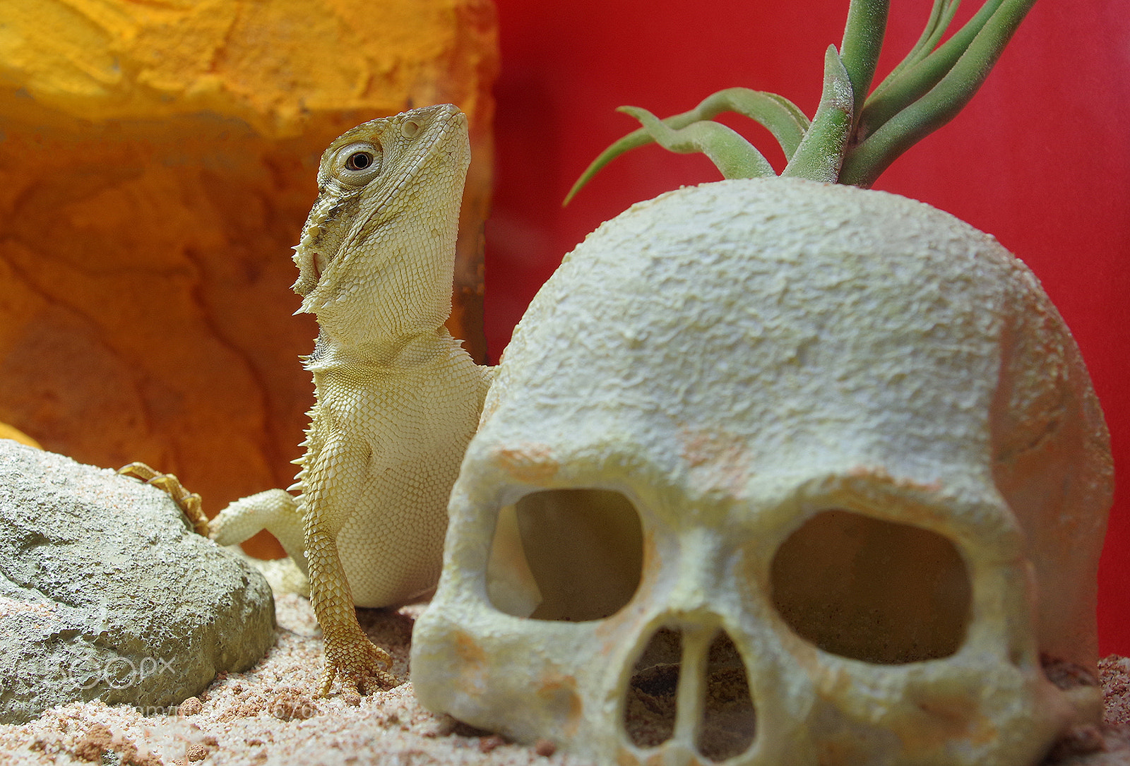 Pentax KP sample photo. The dragon photography
