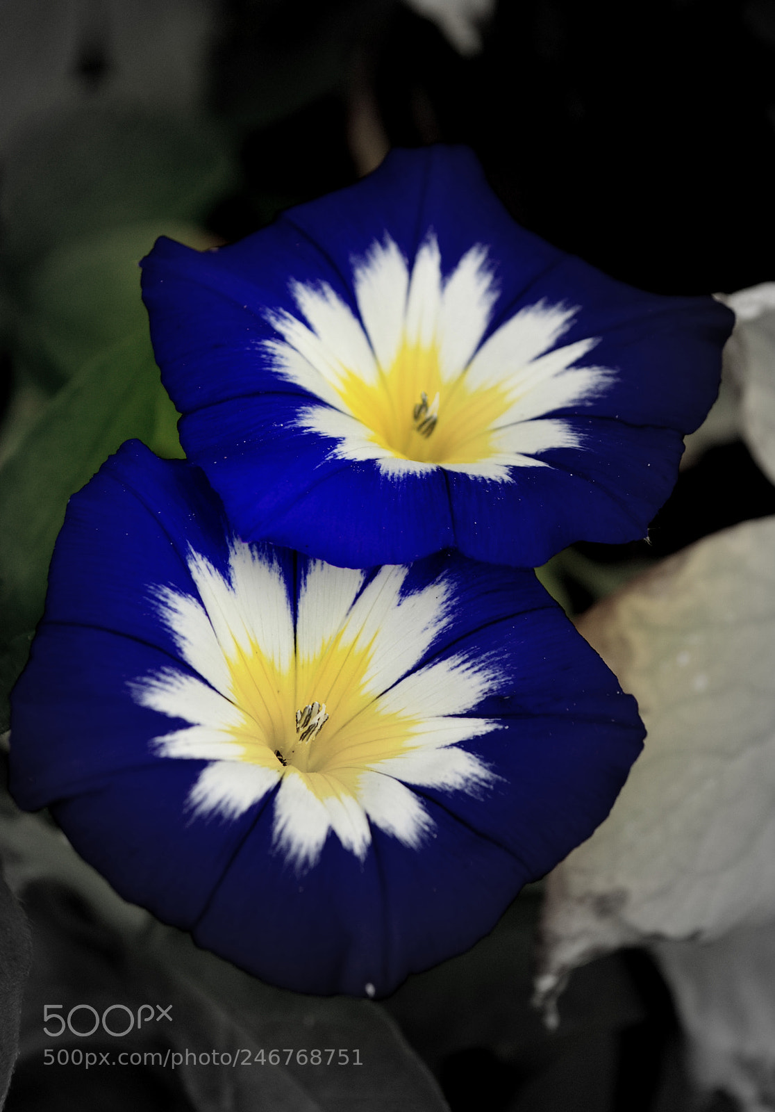 Nikon D3000 sample photo. Morning glory flowers photography