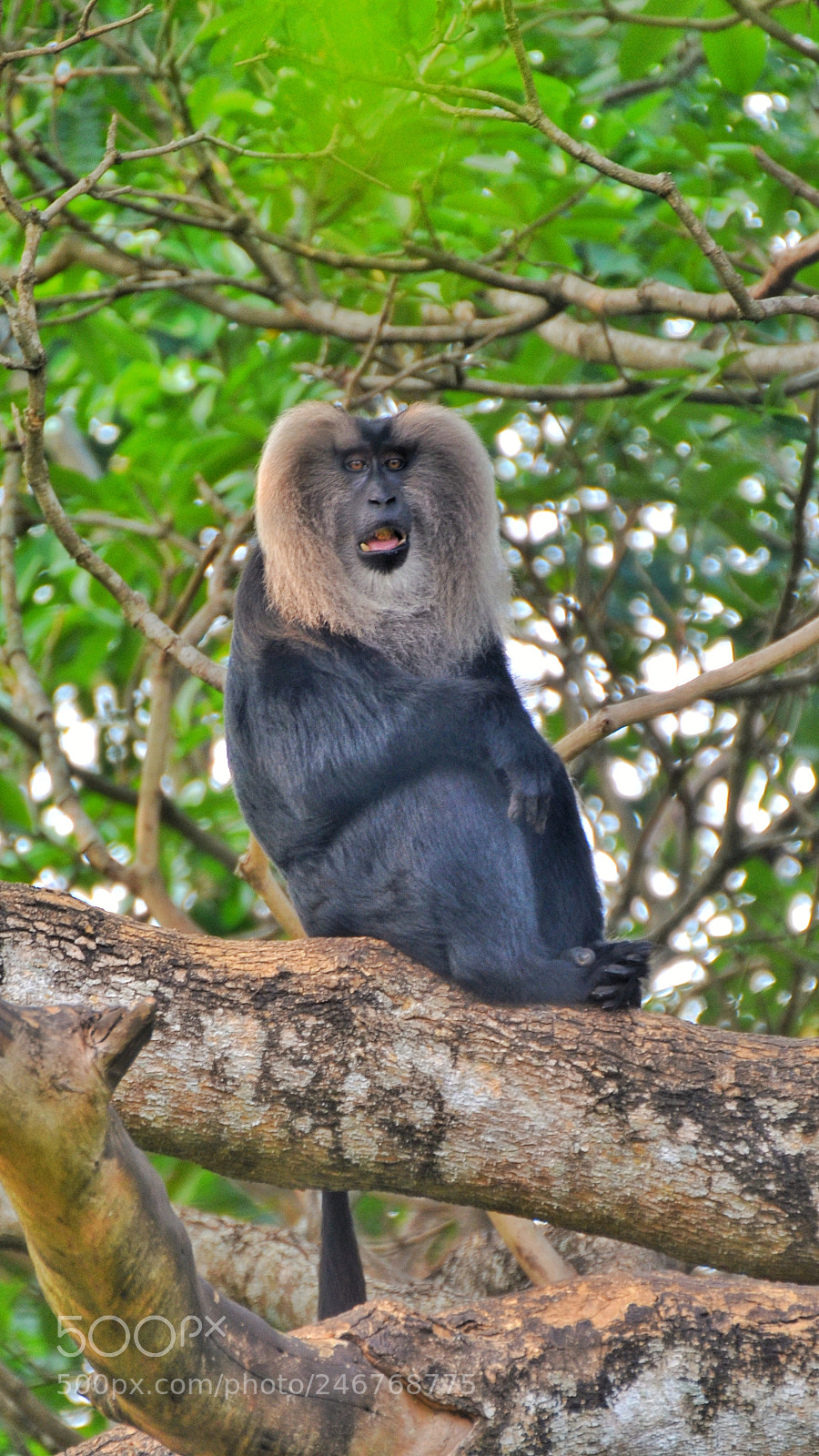 Nikon D5100 sample photo. Lion tailed macaque photography