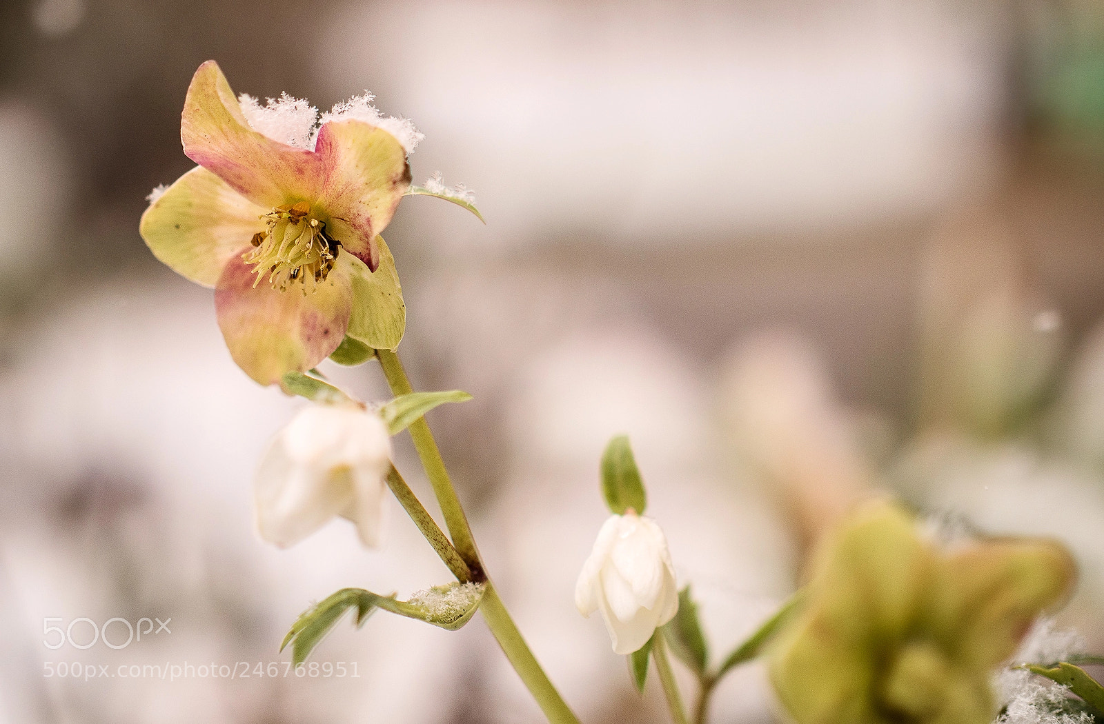 Panasonic Lumix DMC-GX8 sample photo. Schneerose photography