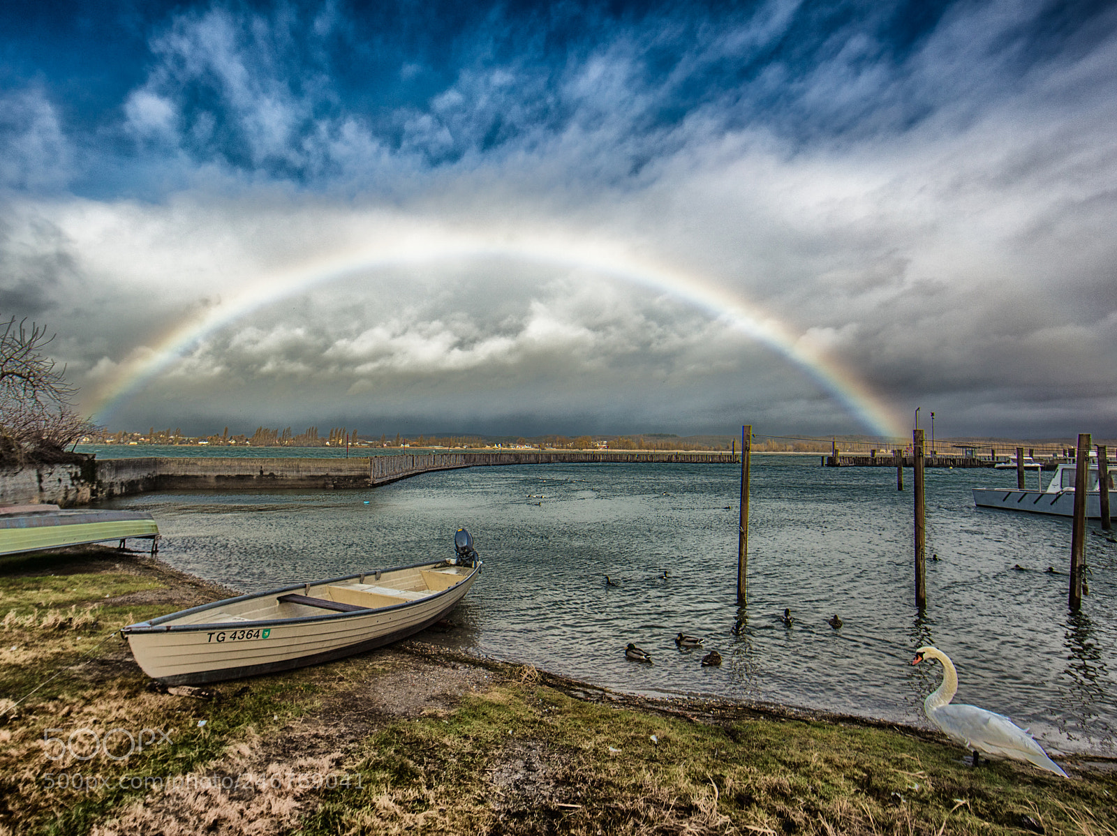Canon EOS 5DS R sample photo. Swans rainbow photography