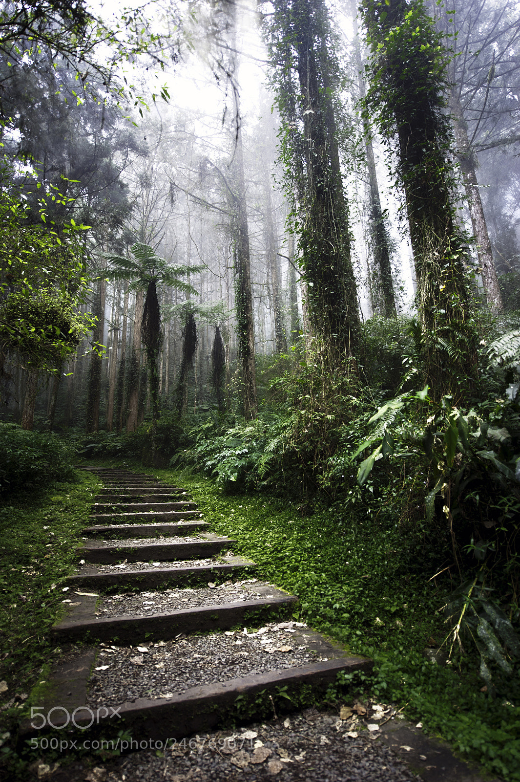 Nikon D700 sample photo. 溪頭自然教育園區, xitou nature education area photography