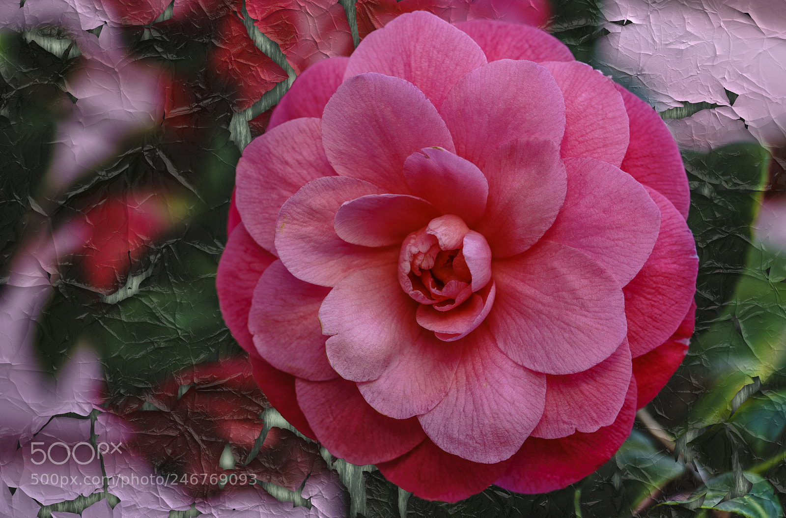 Sony a7R II sample photo. Camellia... photography