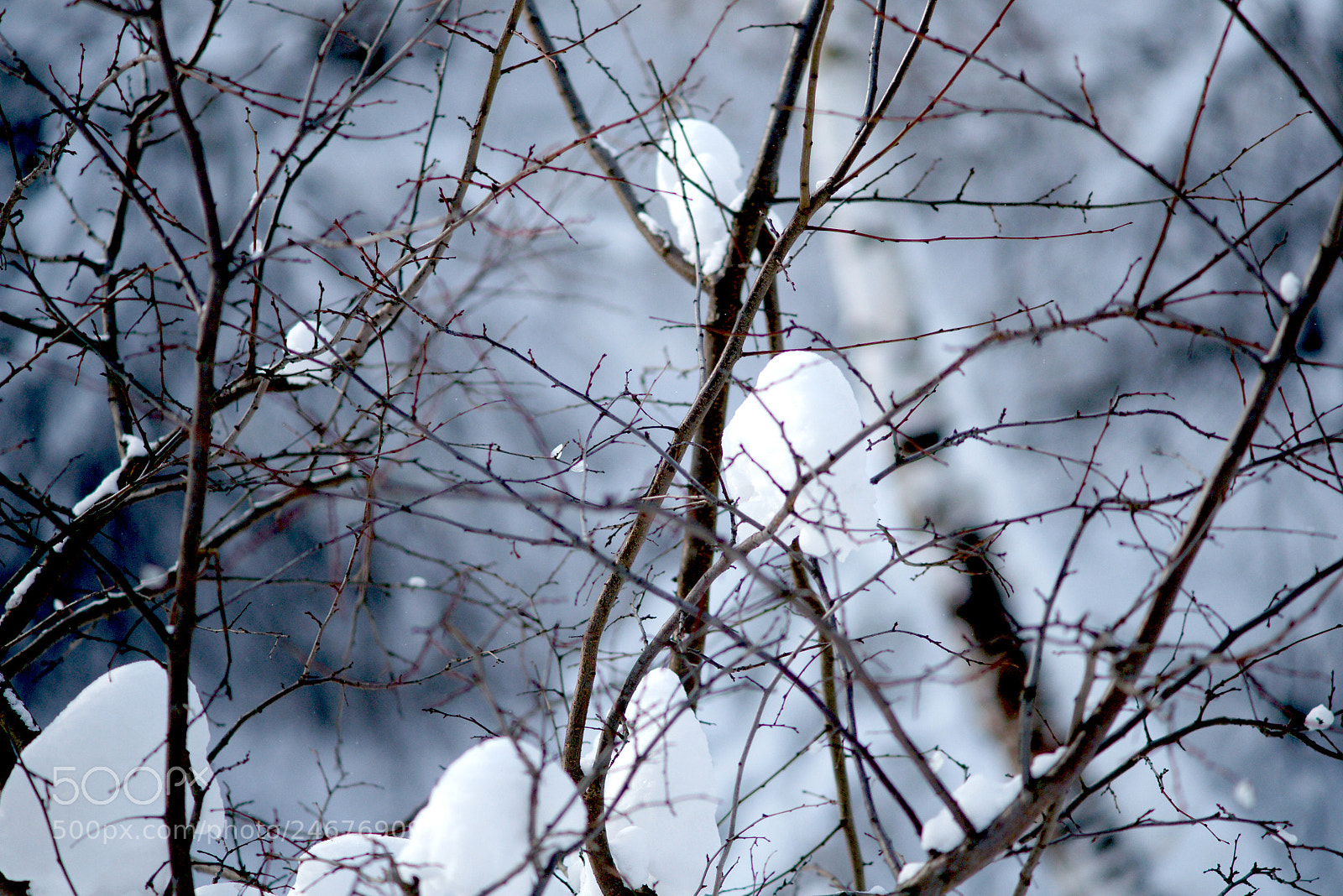 Sony Alpha DSLR-A900 sample photo. Voice photography