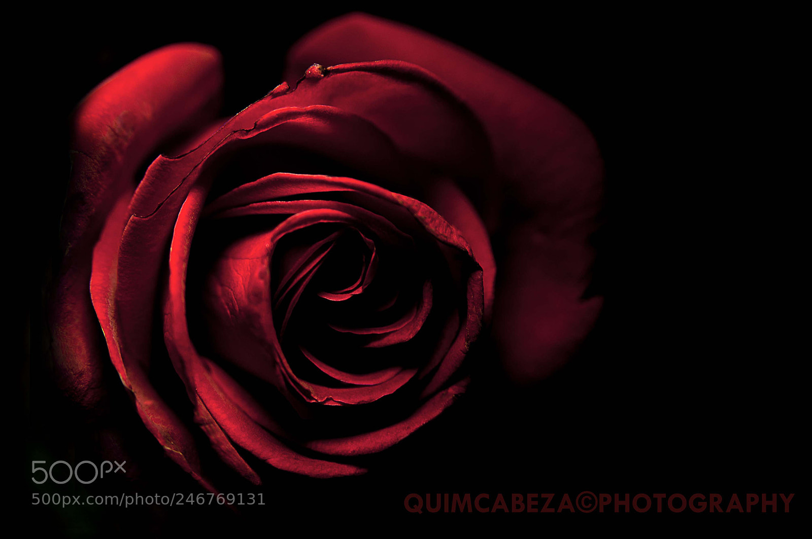 Nikon D700 sample photo. Rose photography