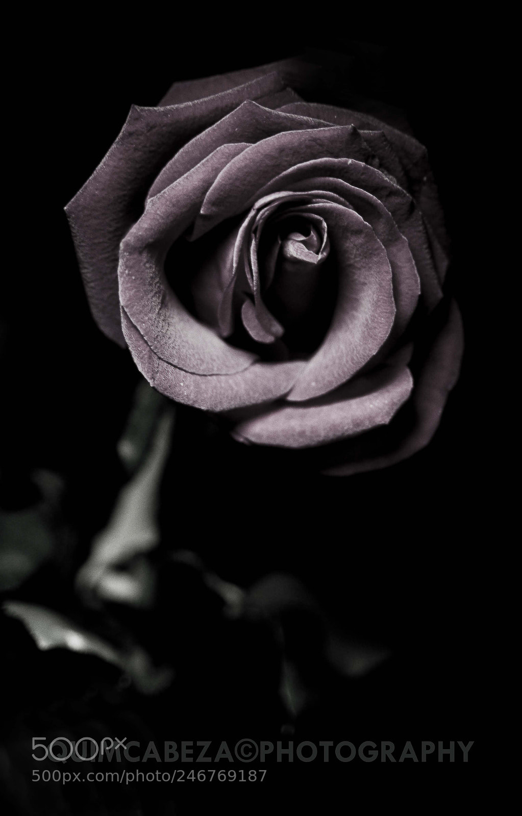 Nikon D700 sample photo. Rose photography