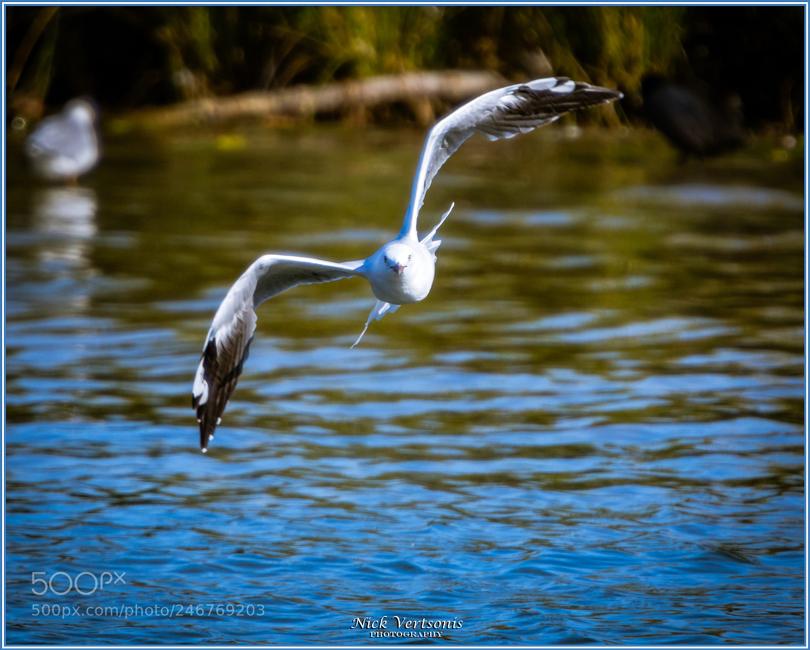 Nikon D7200 sample photo. Graceful... photography