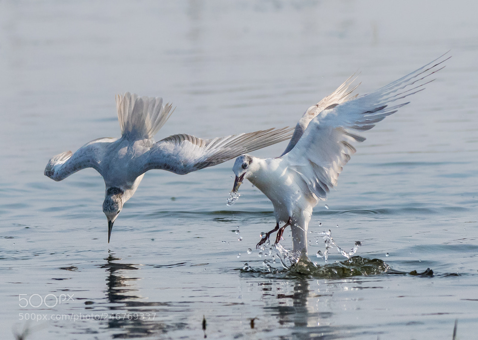 Nikon D500 sample photo. Whiskered tern photography