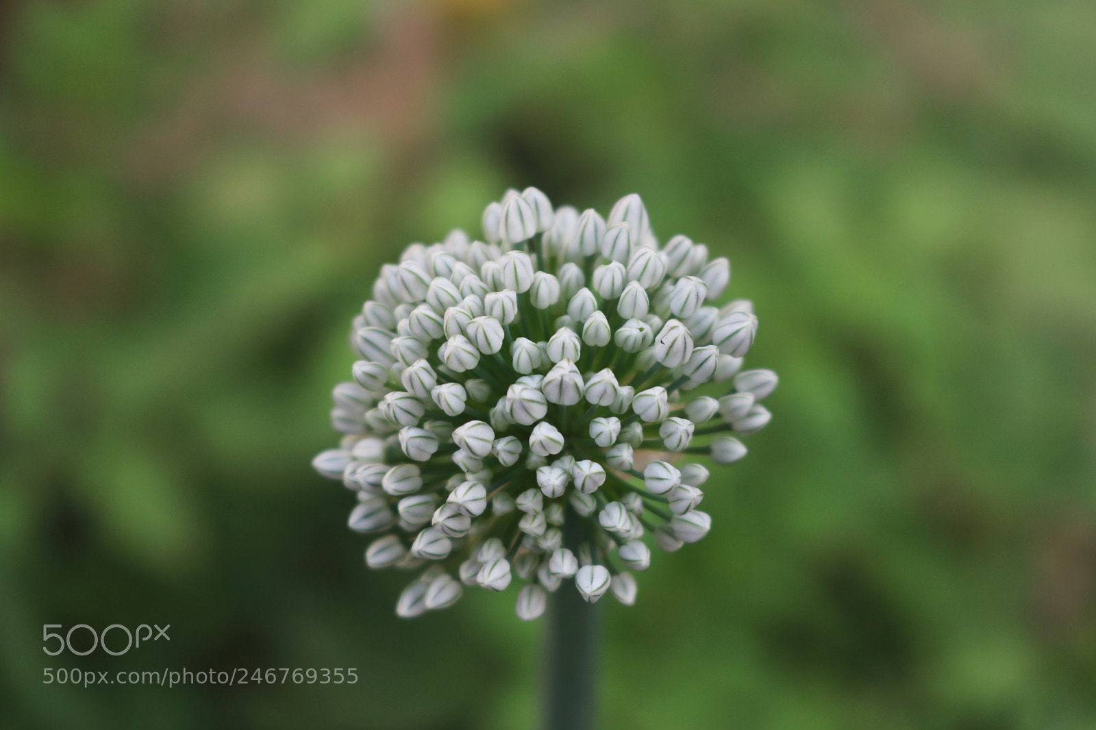 Canon EOS 750D (EOS Rebel T6i / EOS Kiss X8i) sample photo. Allium cepa (onion) photography