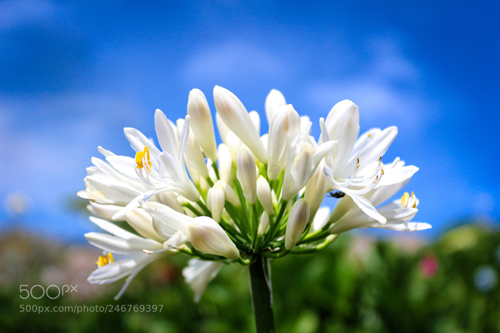 Canon EOS 100D (EOS Rebel SL1 / EOS Kiss X7) sample photo. A beautiful white flower photography