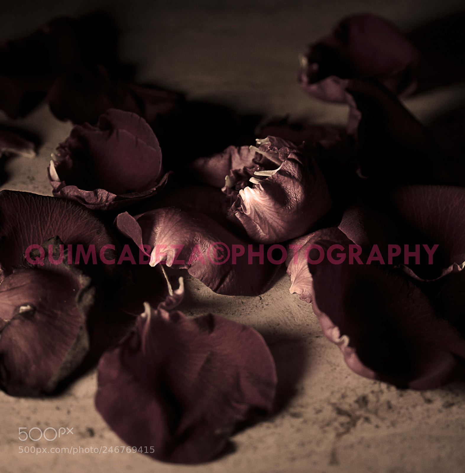 Nikon D700 sample photo. Rose photography