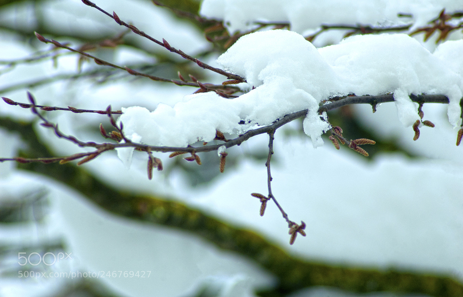 Nikon D70 sample photo. In genere nix photography