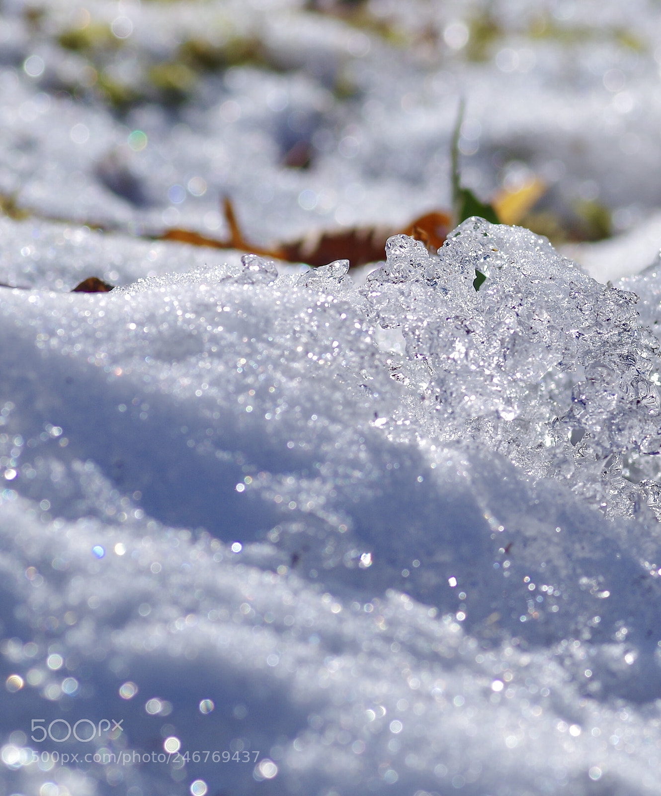 Pentax K-50 sample photo. 春さがし photography