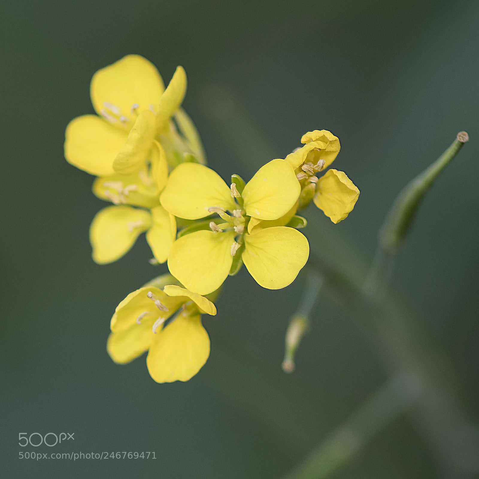 Nikon D500 sample photo. Yellow flower photography