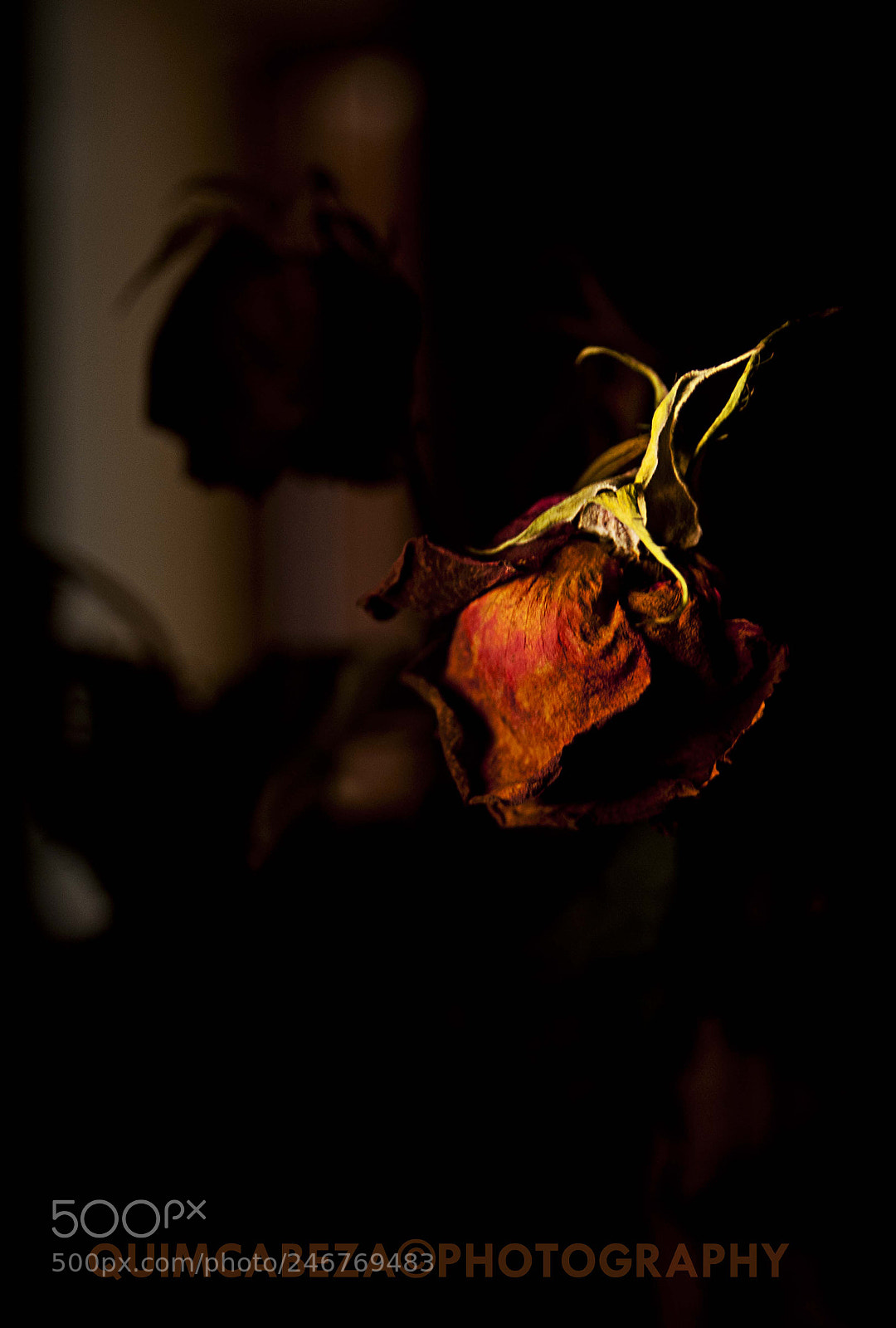 Nikon D700 sample photo. Rose photography