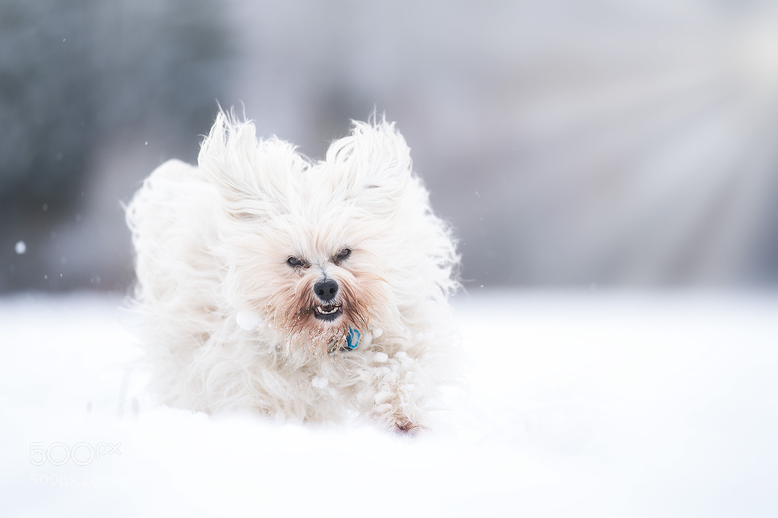 Sony a9 sample photo. Schneeglück photography