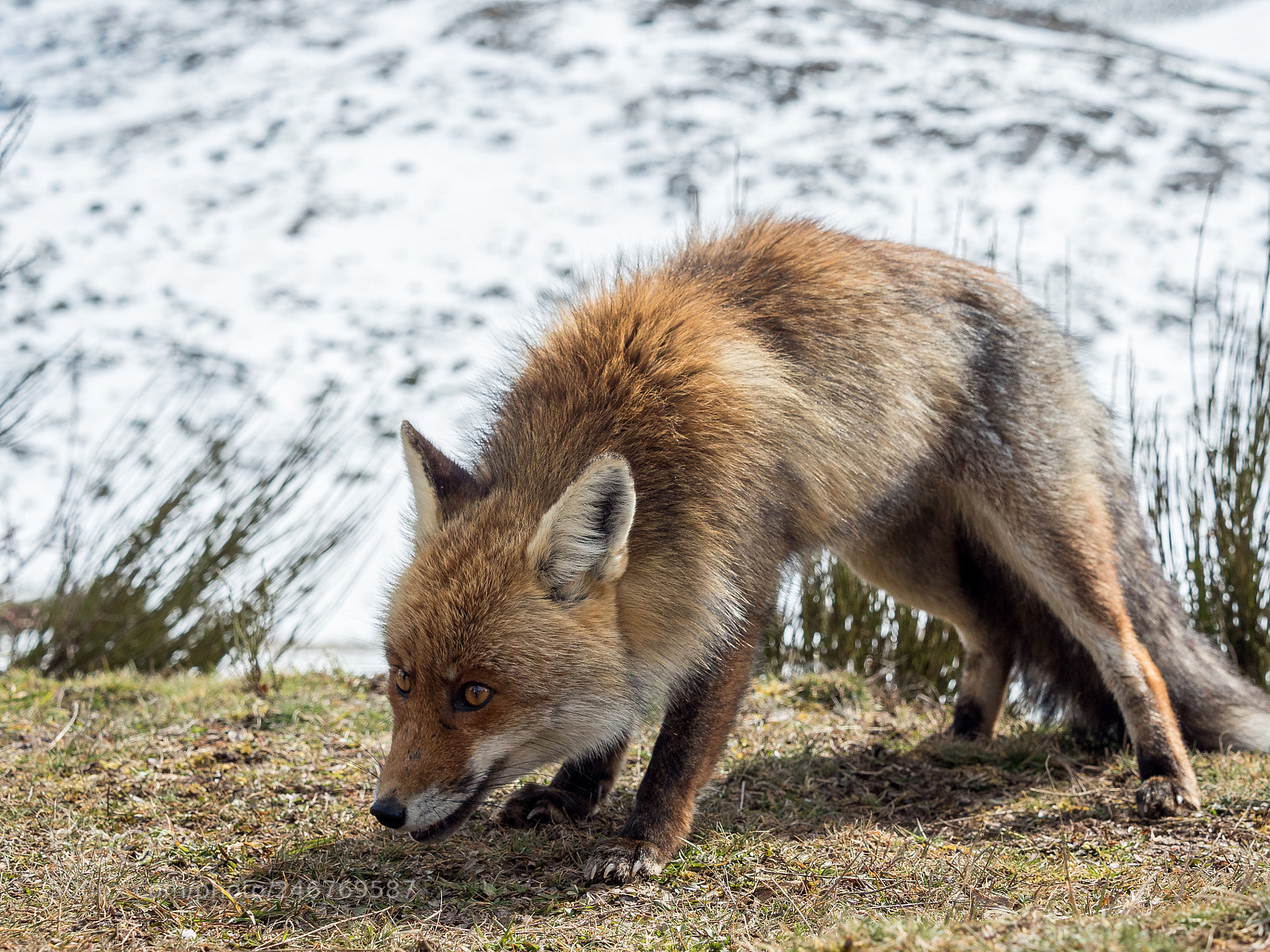 Olympus PEN E-PL7 sample photo. Red fox vulpes vulpes photography