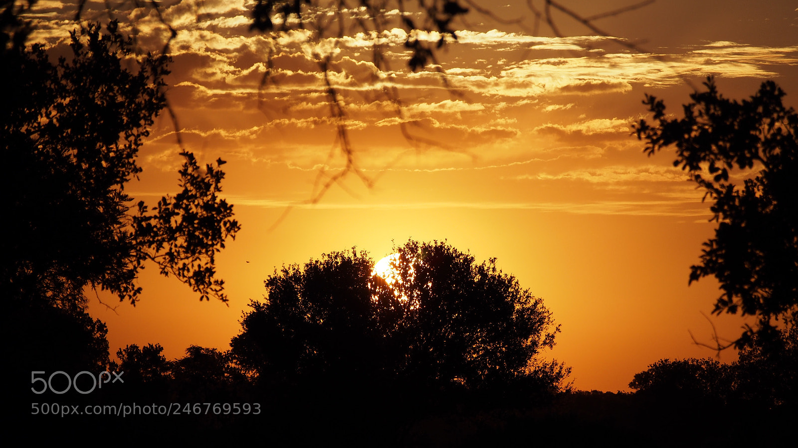 Olympus PEN E-PL5 sample photo. Sunset in the bushes photography