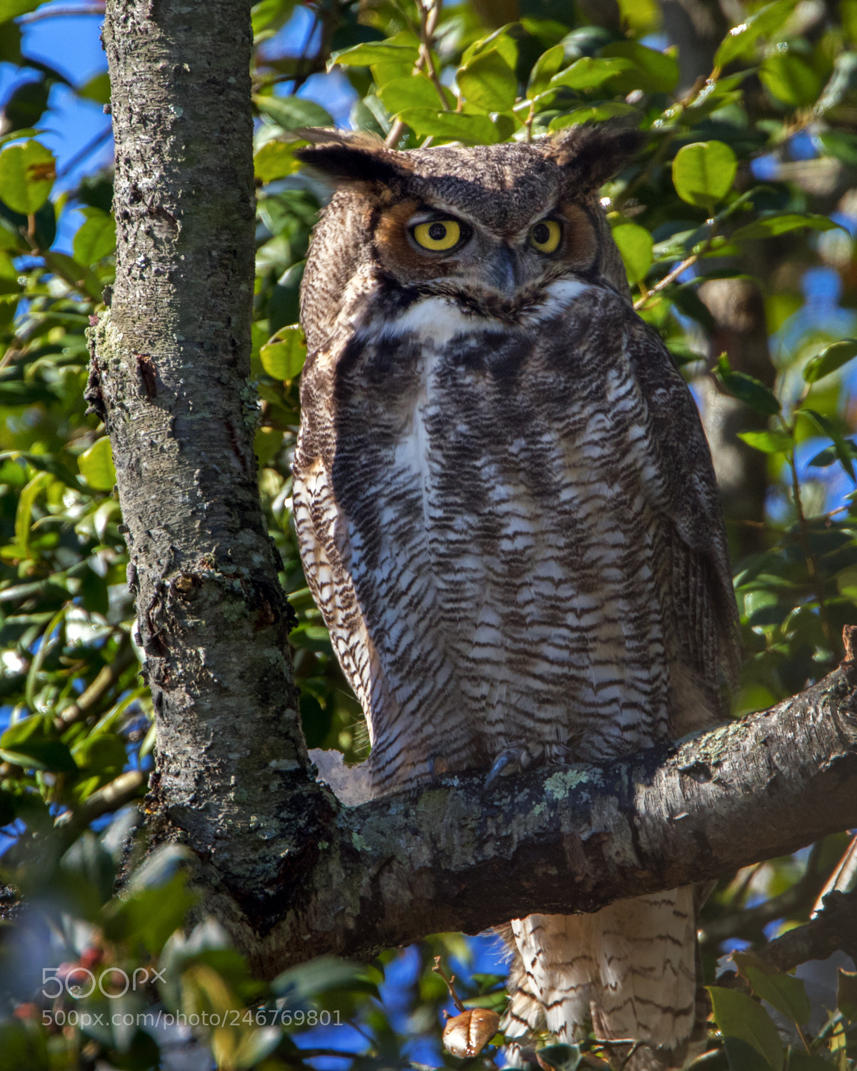 Canon EOS 7D Mark II sample photo. Great horned owl photography