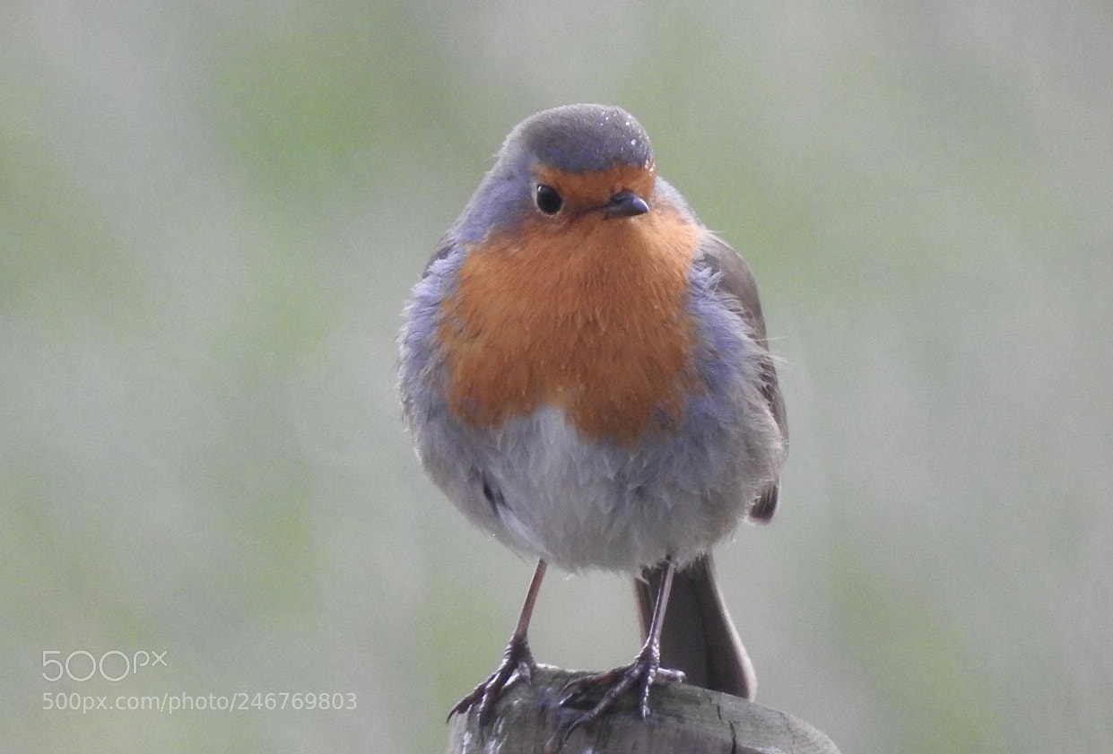 Nikon Coolpix P900 sample photo. Robin.... photography