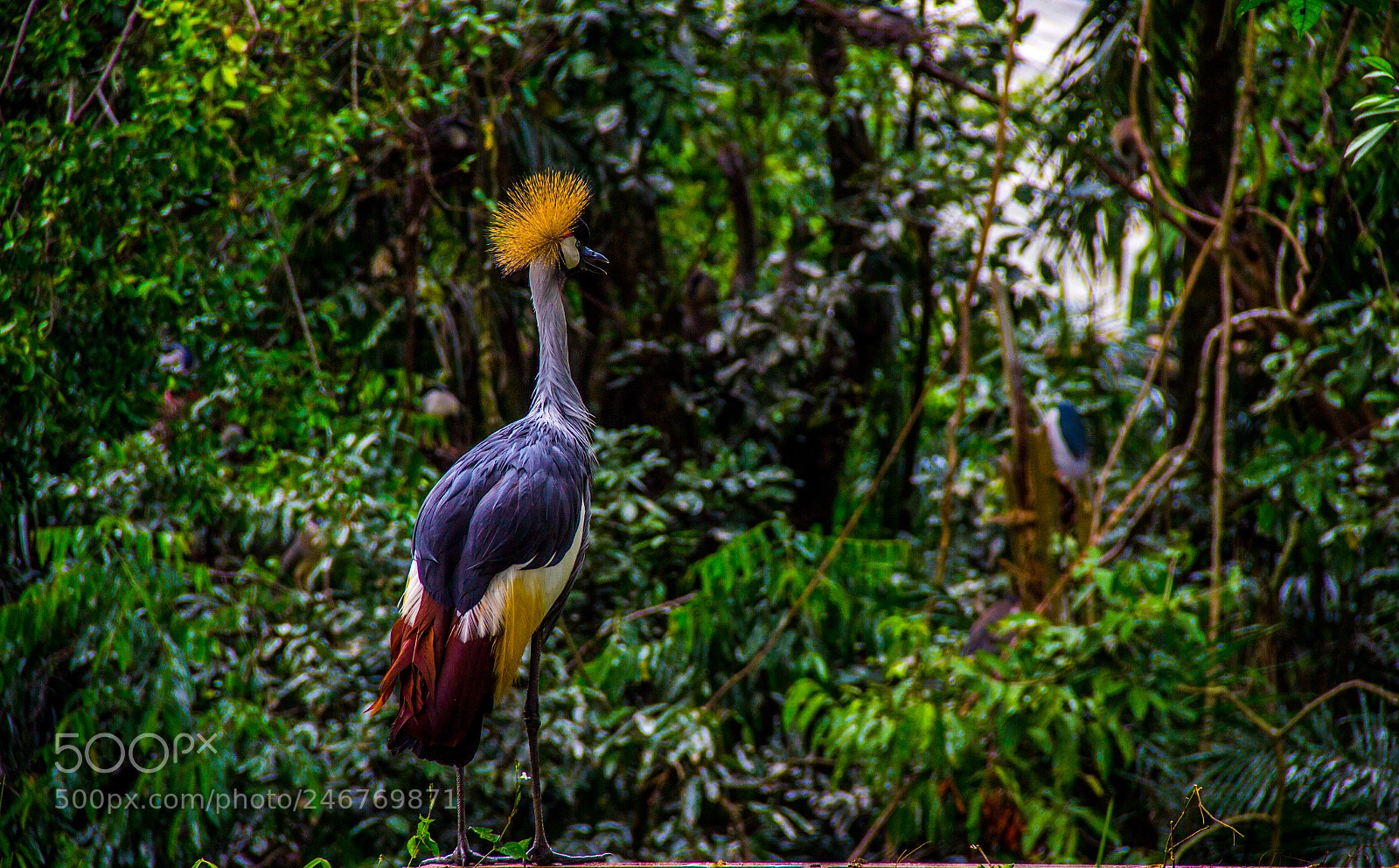 Canon EOS 600D (Rebel EOS T3i / EOS Kiss X5) sample photo. Crown heron photography