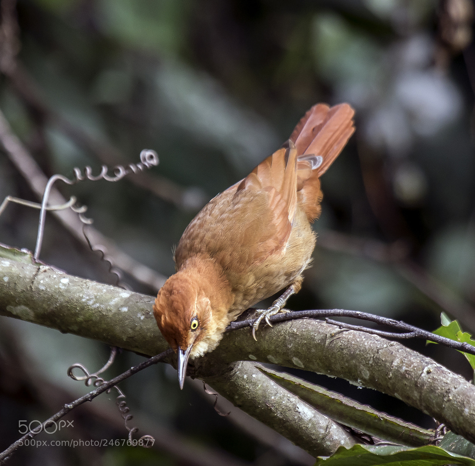 Canon EOS 7D Mark II sample photo. Cisqueiro-do-riio (clibanornis rectirostris) chest photography