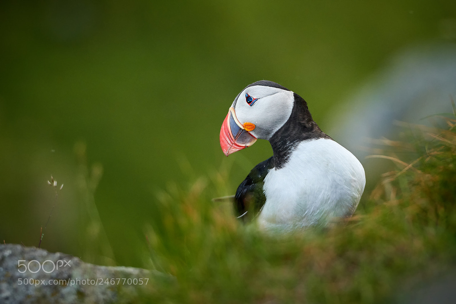 Nikon D500 sample photo. Atlantic puffin (fratercula arctica) photography