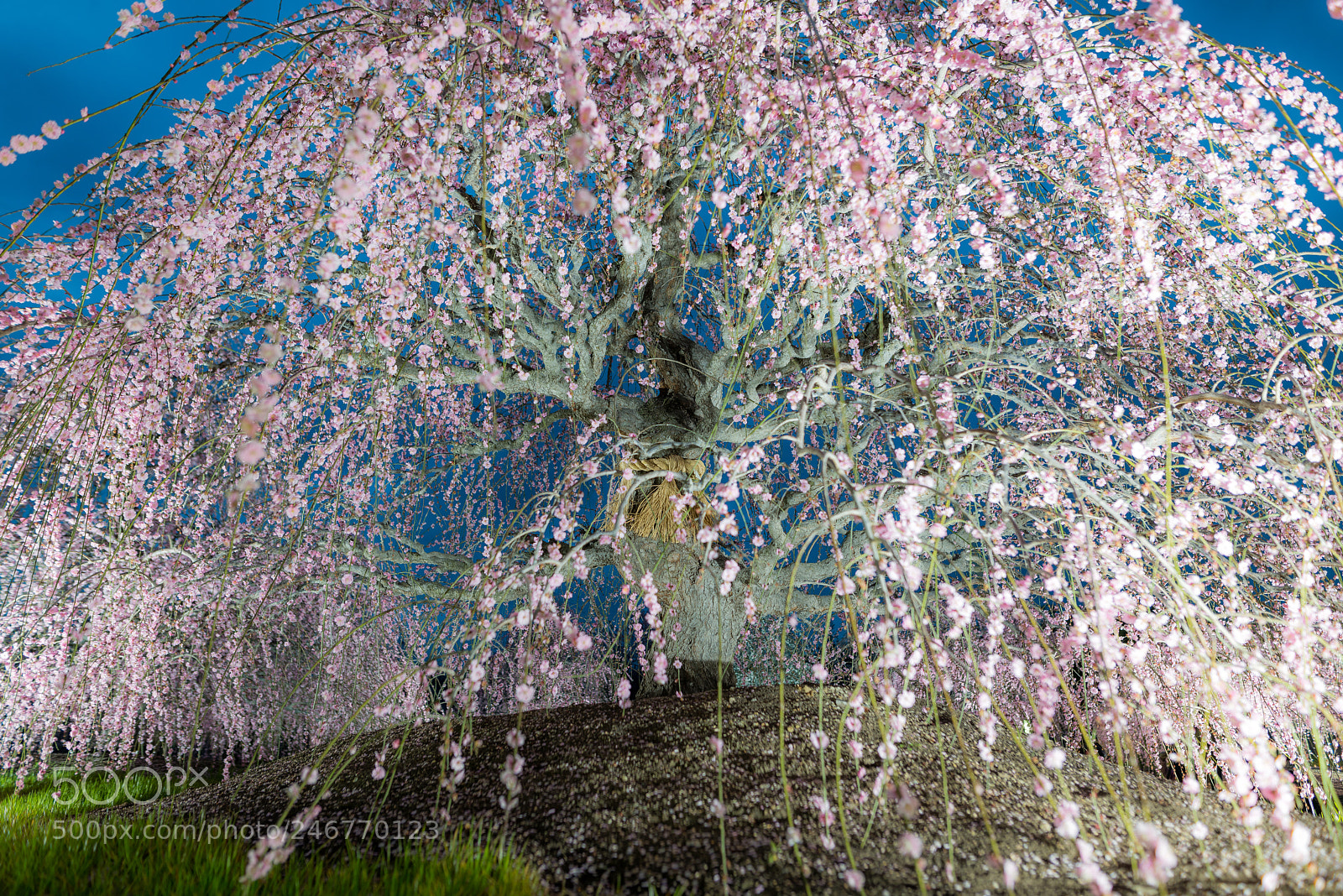 Nikon D800 sample photo. Ume photography