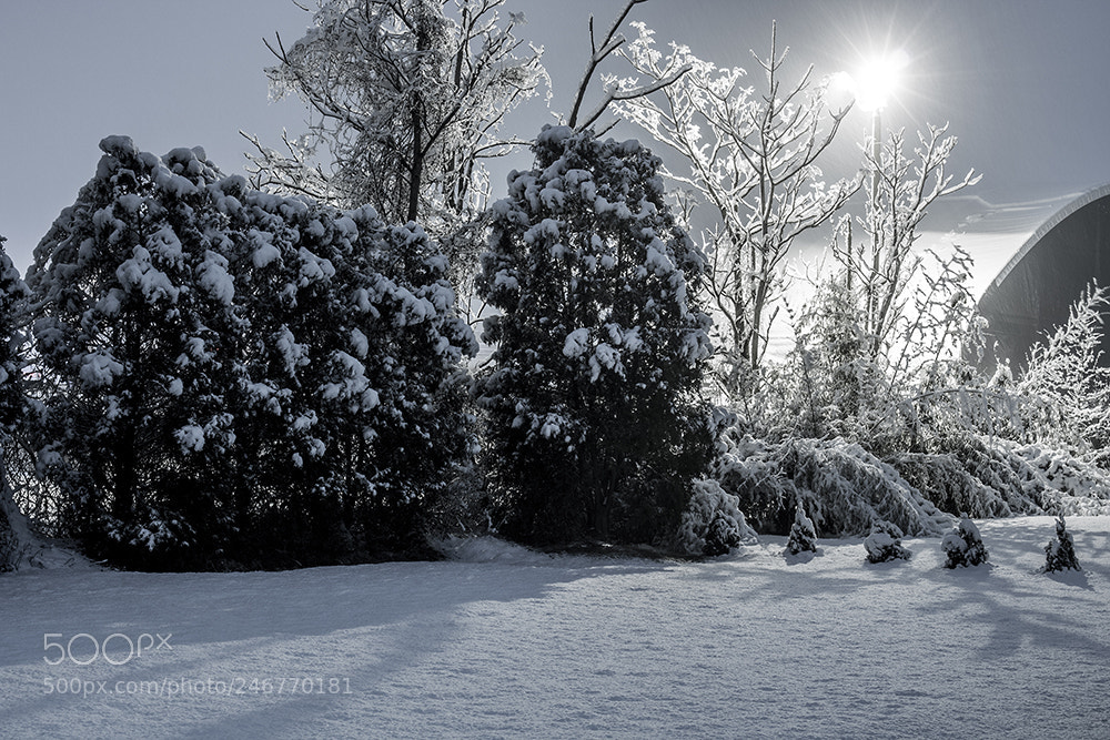 Canon EOS 750D (EOS Rebel T6i / EOS Kiss X8i) sample photo. Last snow of the photography