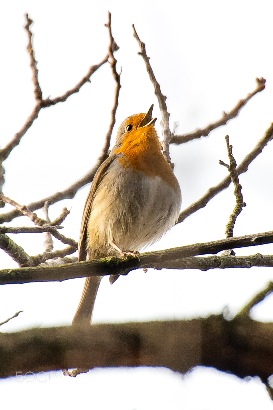Nikon D500 sample photo. Singing robin photography