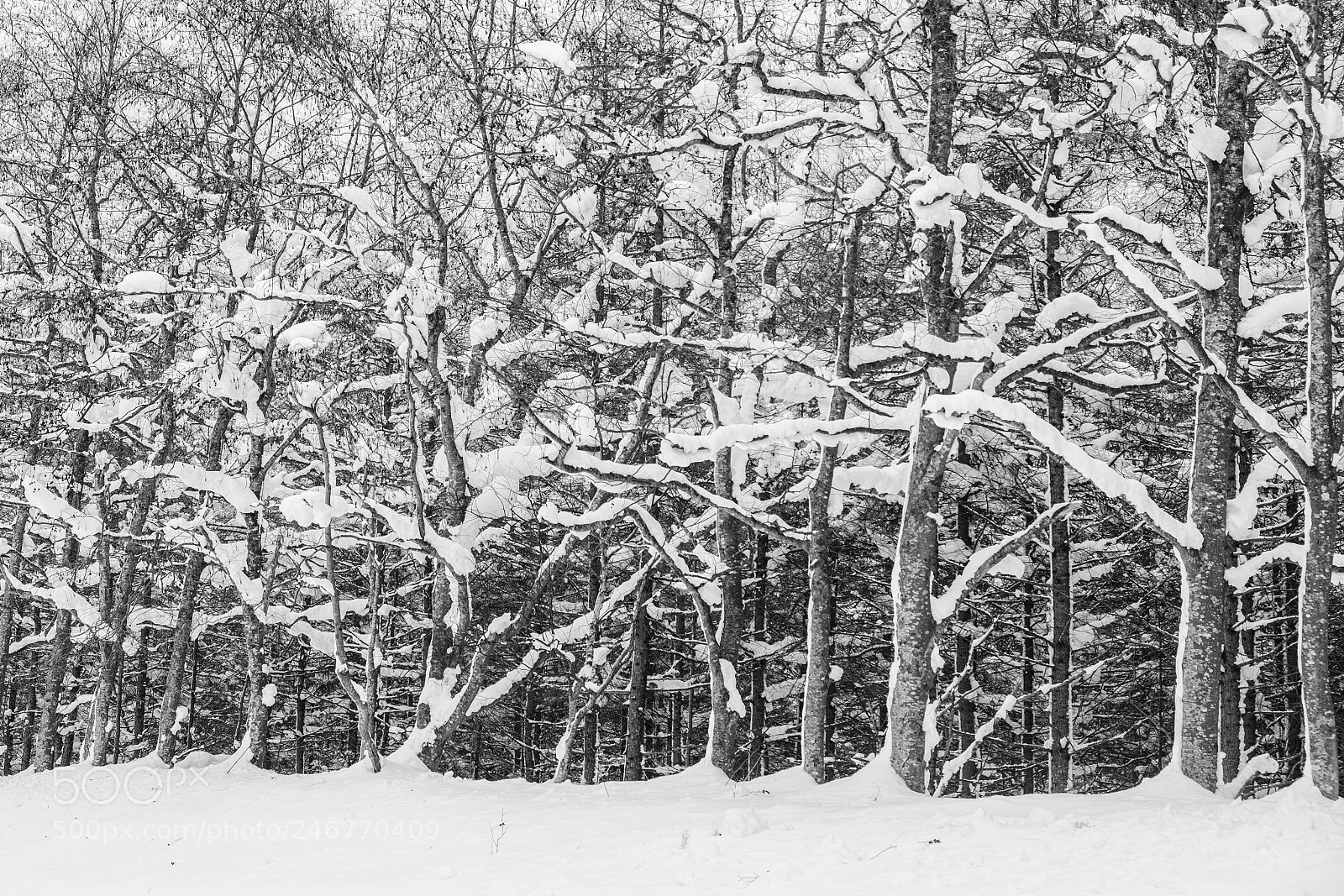 Fujifilm X-T20 sample photo. Forest photography