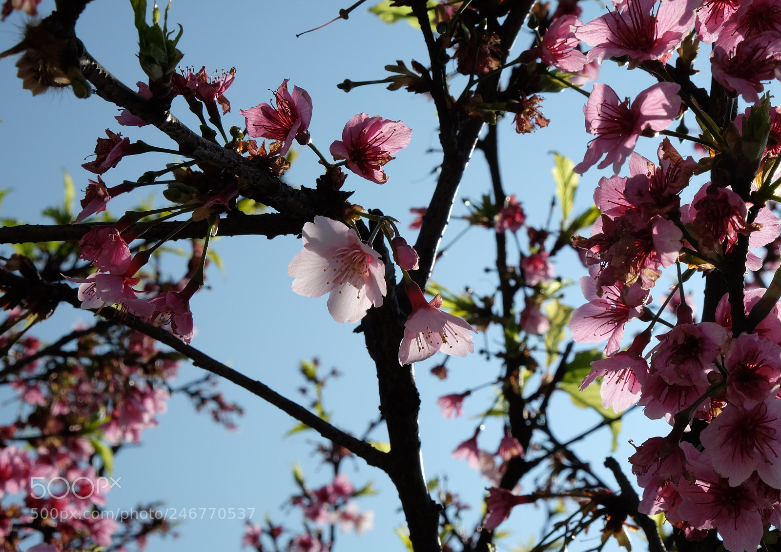 Fujifilm X-T10 sample photo. 透著光 photography