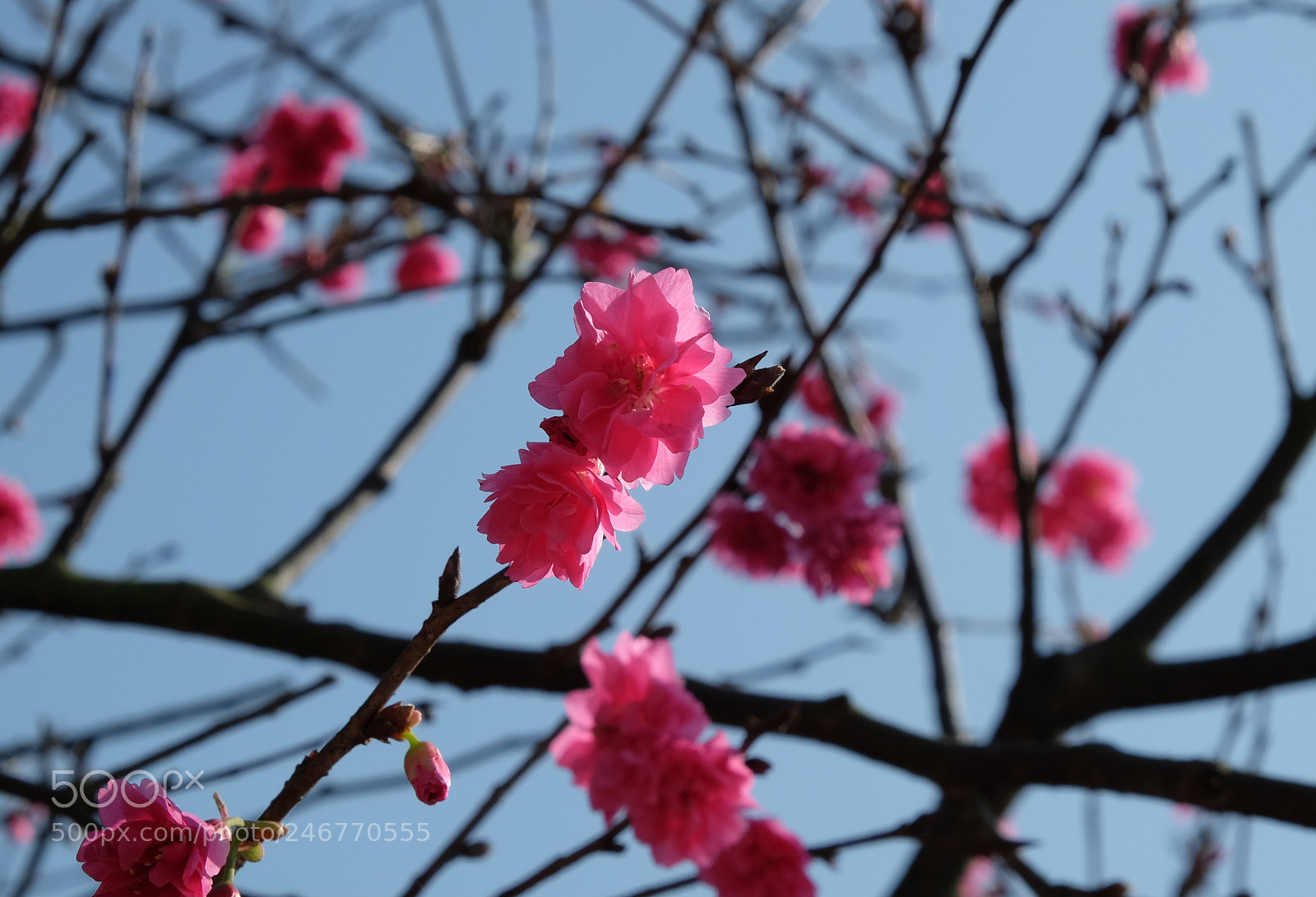 Fujifilm X-T10 sample photo. Cherry blossoms photography