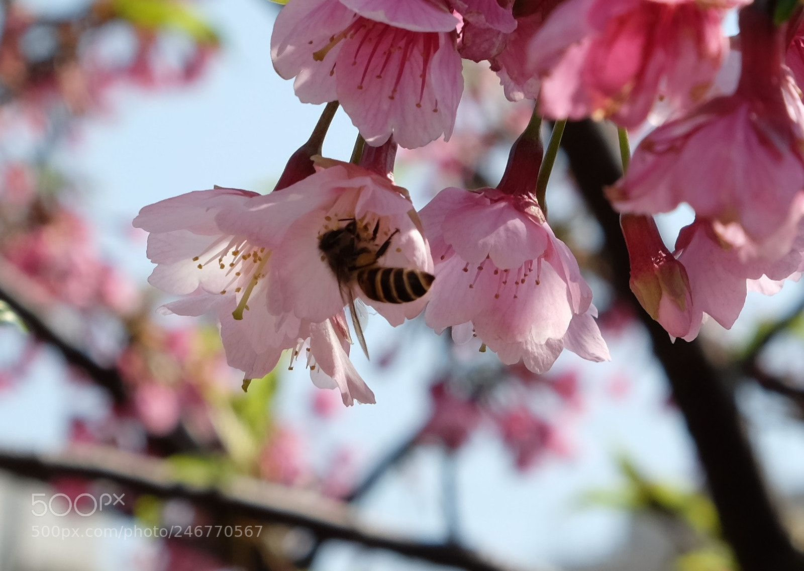Fujifilm X-T10 sample photo. A bee photography