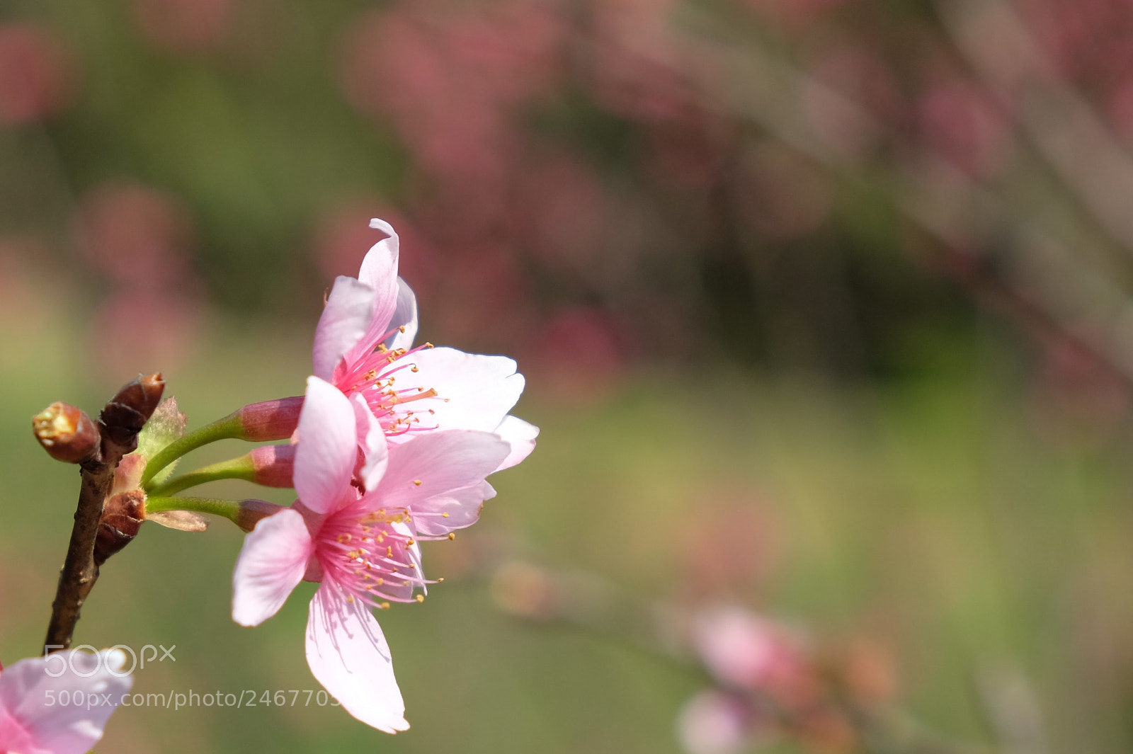 Fujifilm X-T10 sample photo. Sakura photography