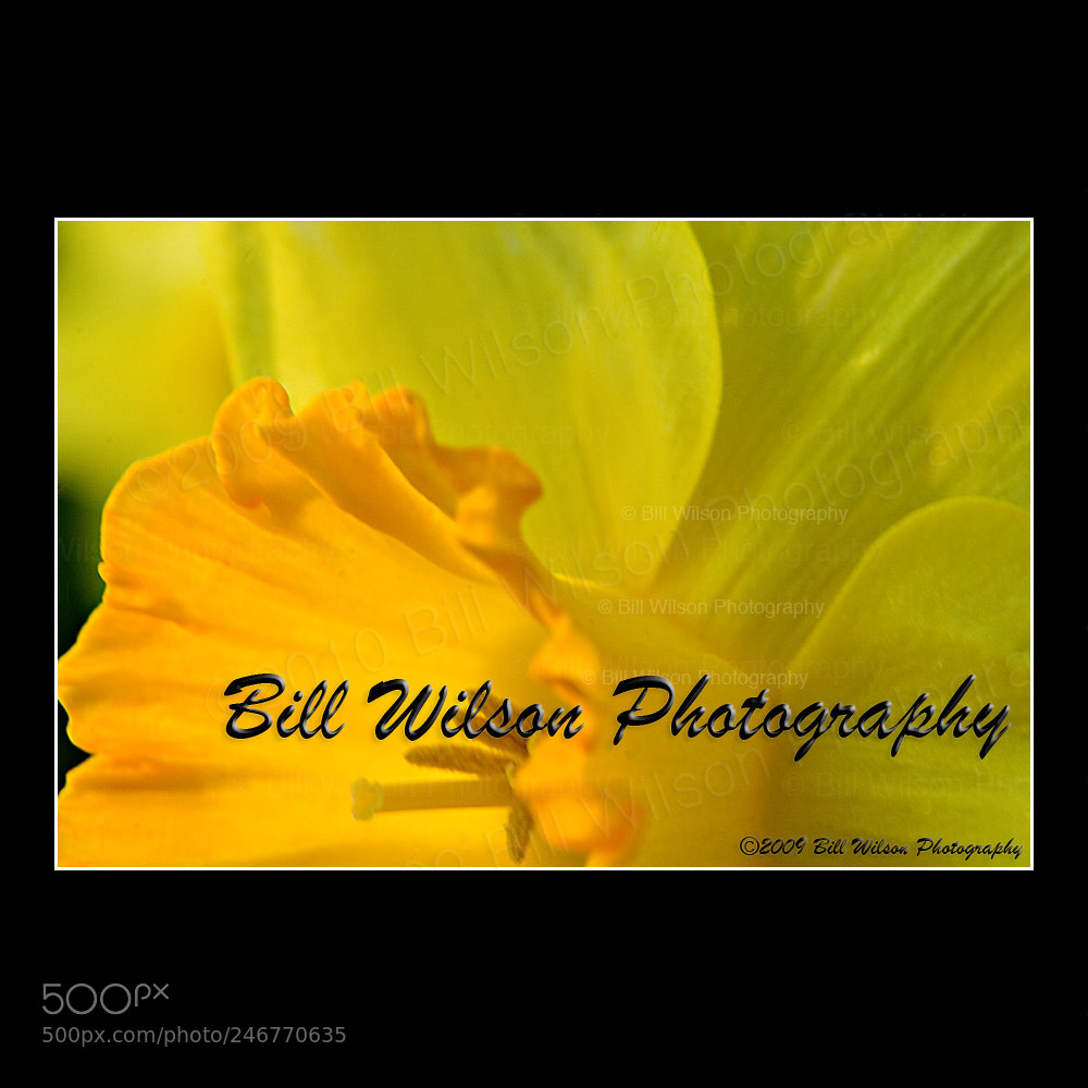 Nikon D2X sample photo. Daffodil photography