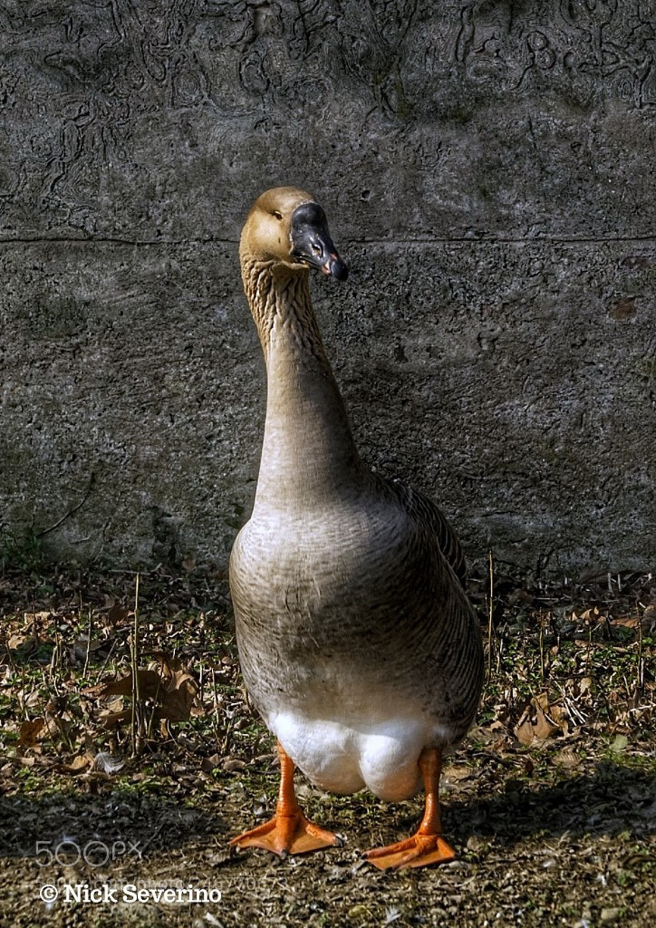 Sony a7R sample photo. Portrait of gosling photography