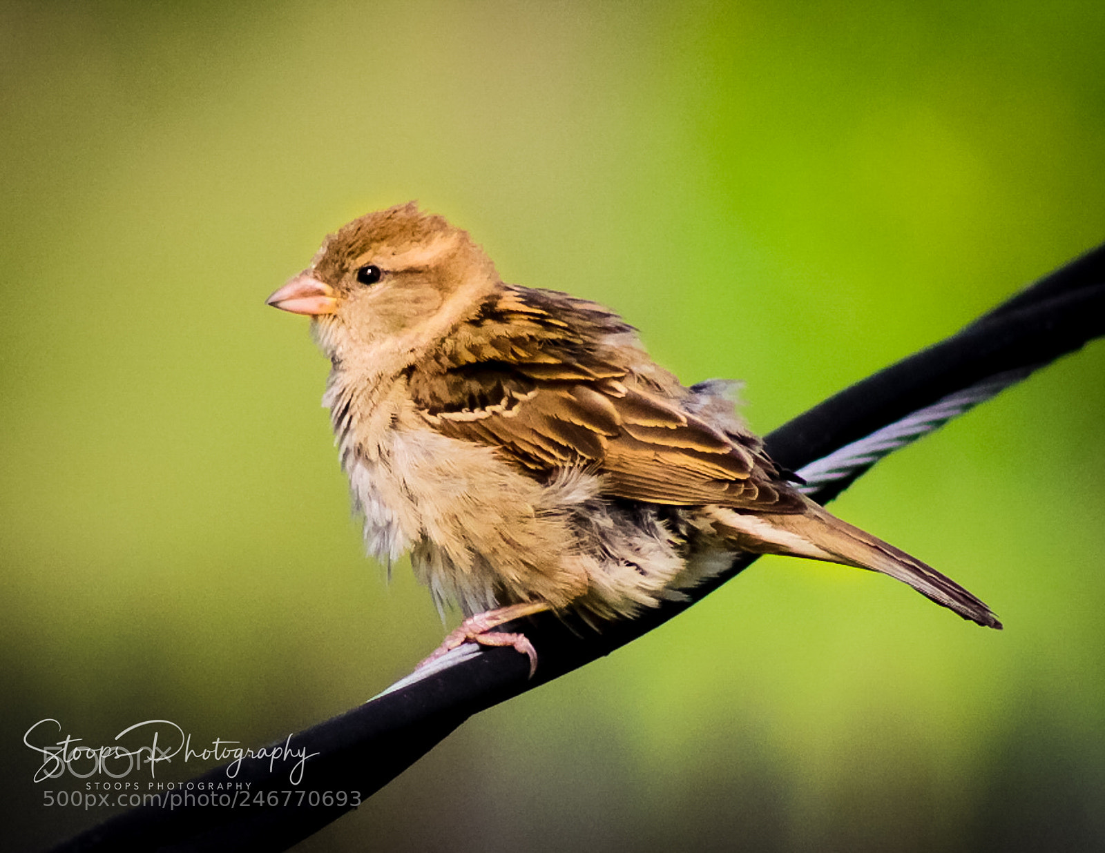 Canon EOS 1300D (EOS Rebel T6 / EOS Kiss X80) sample photo. Bird on a wireeditedimg photography
