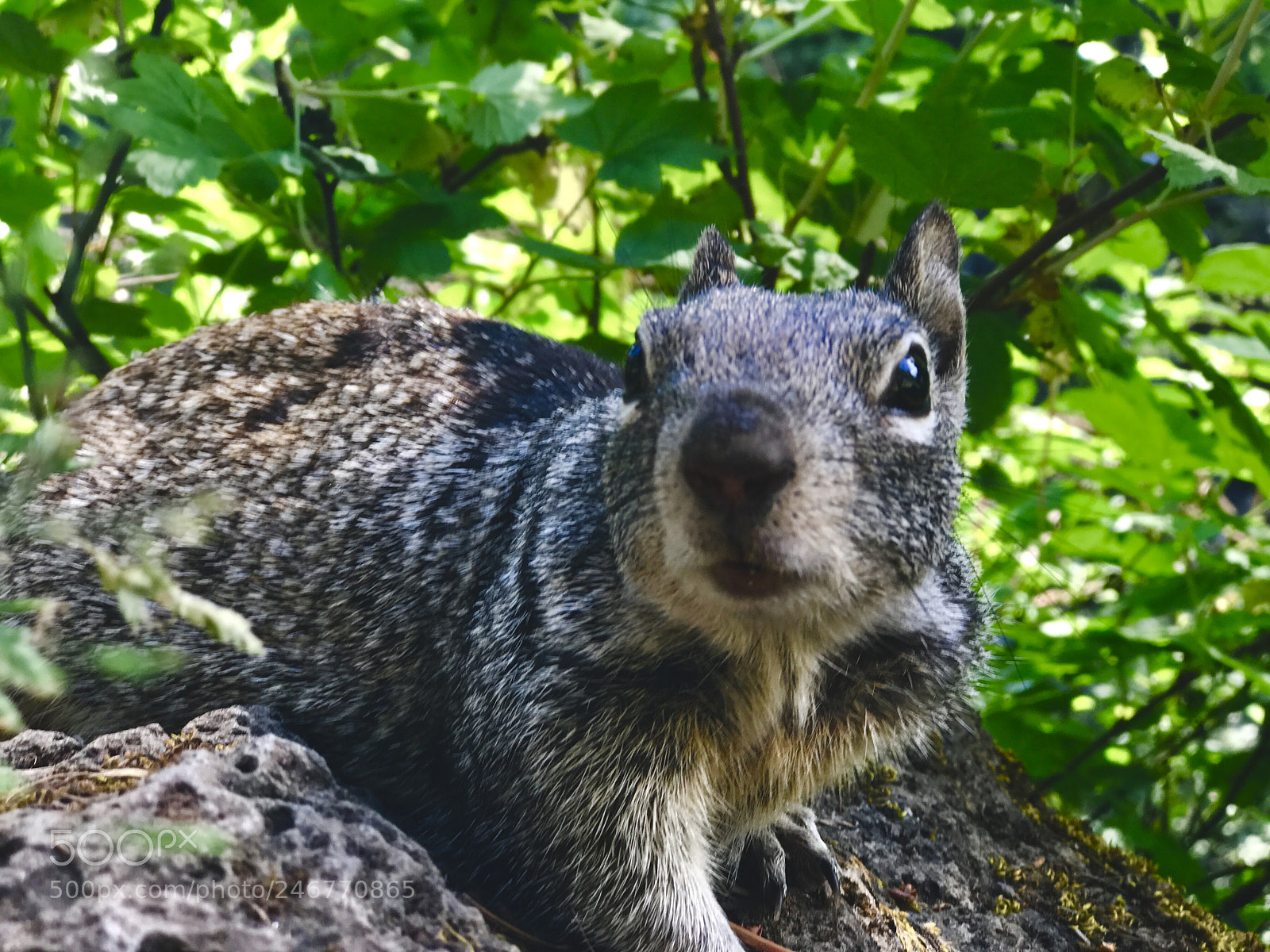 Apple iPhone 7 Plus sample photo. Friendly wildlife photography