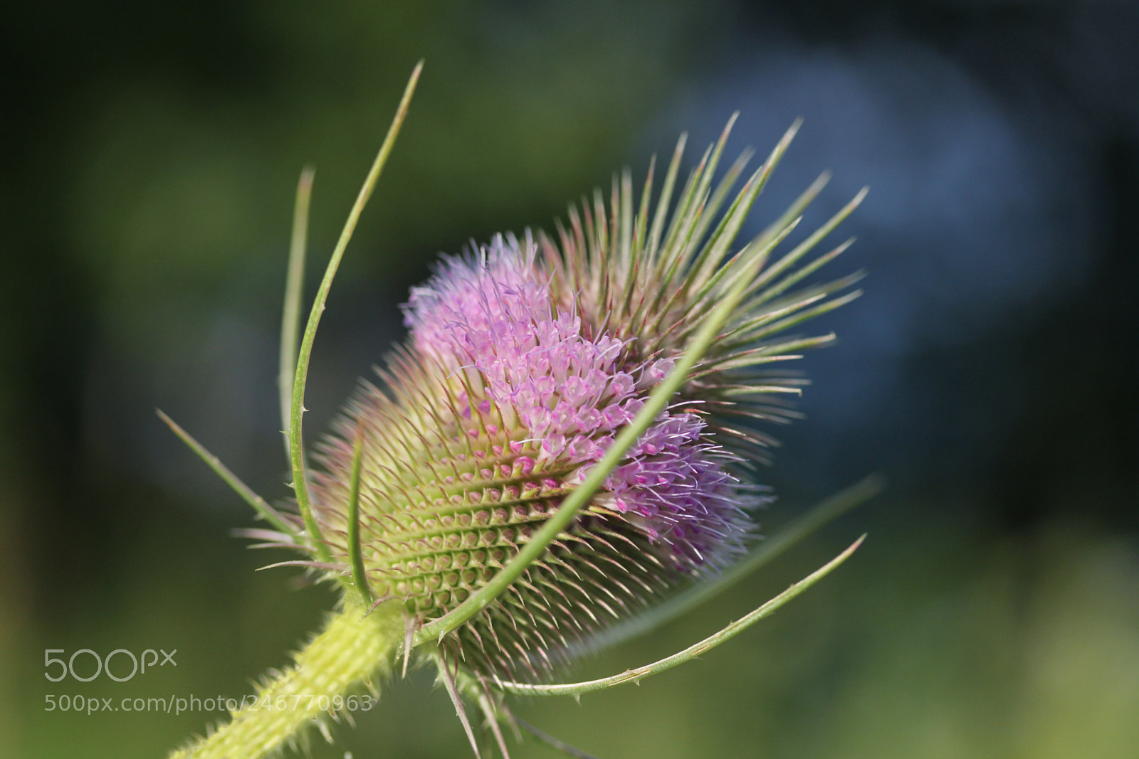Canon EOS 60D sample photo. Vjmn photography
