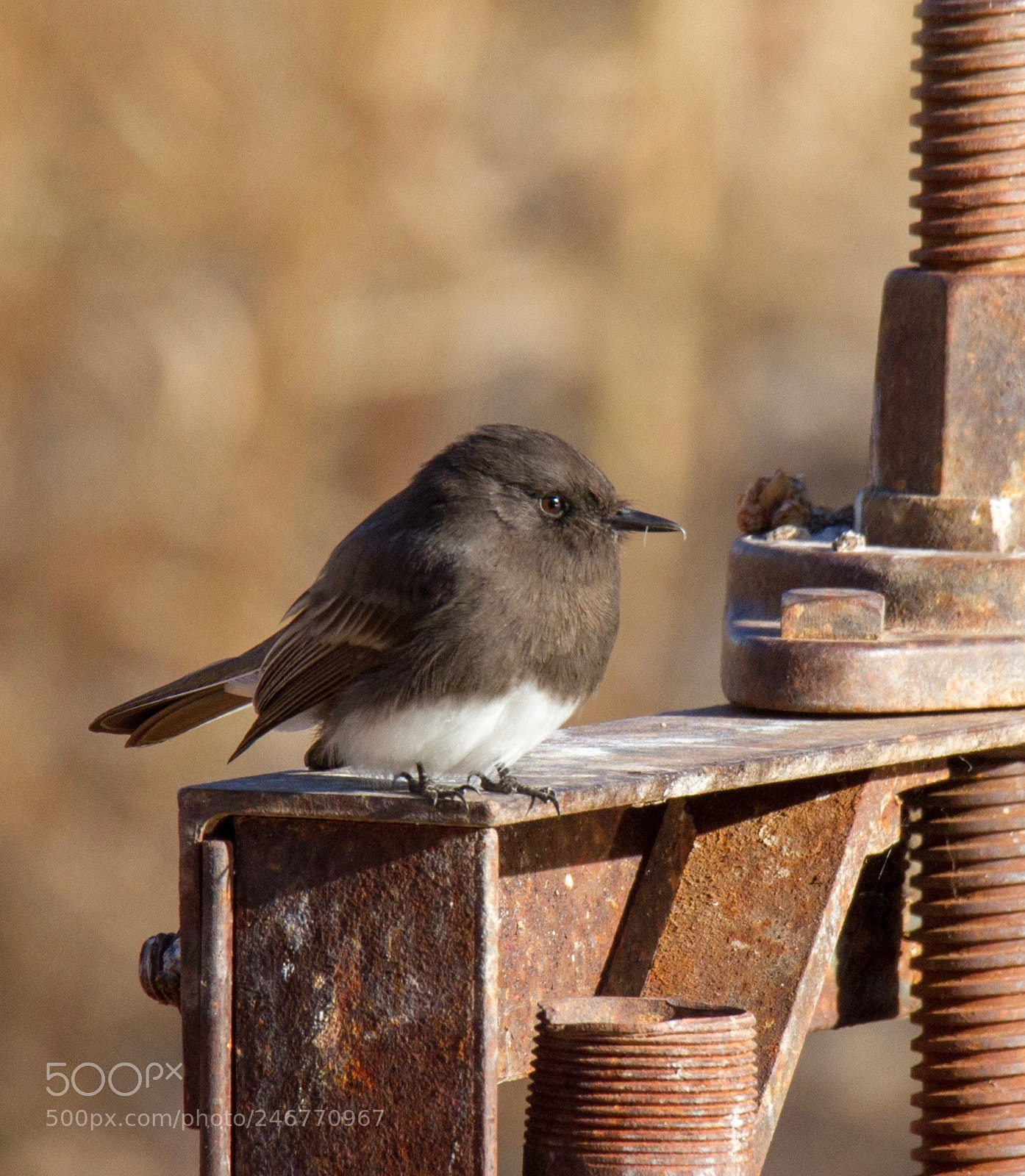 Canon EOS 7D sample photo. Black phoebe photography