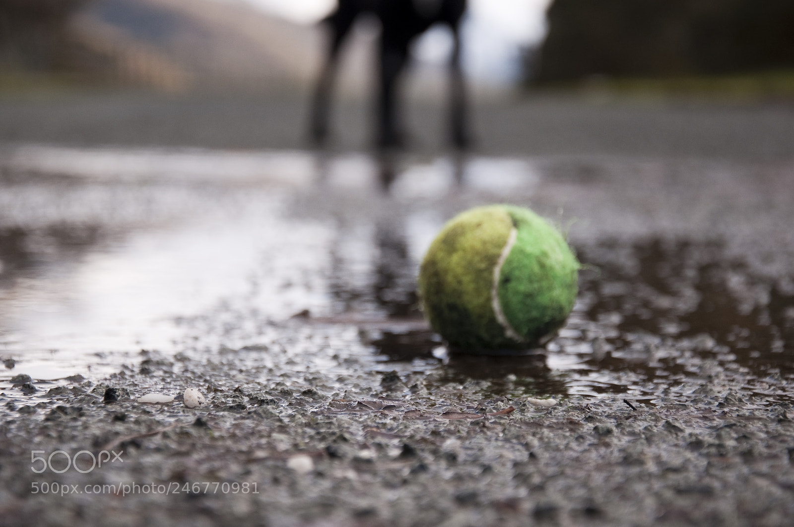 Nikon D90 sample photo. Dog's fetch ball photography