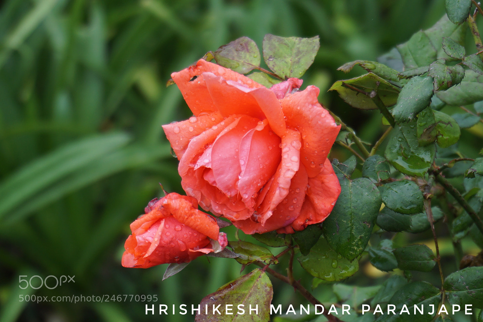 Sony a5100 sample photo. Untitled photography
