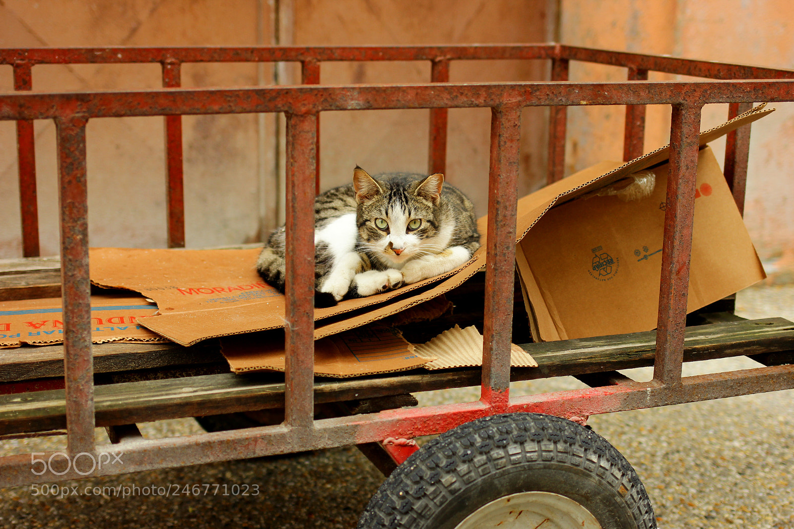 Canon EOS 550D (EOS Rebel T2i / EOS Kiss X4) sample photo. Gato photography