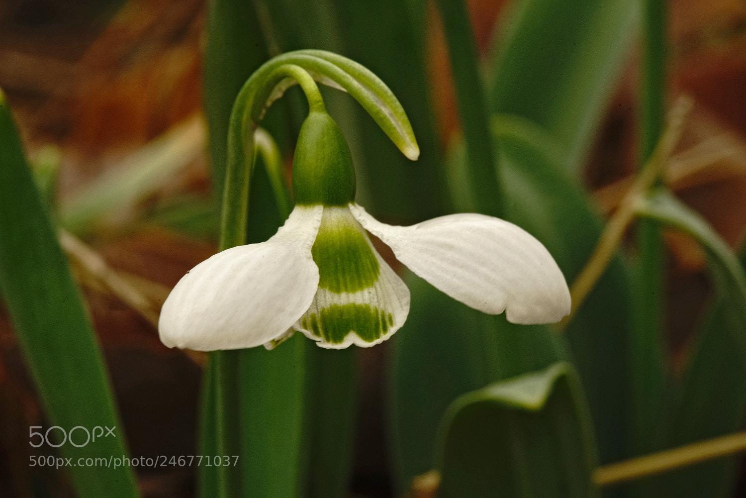 Sony a7R II sample photo. Snowless drop photography