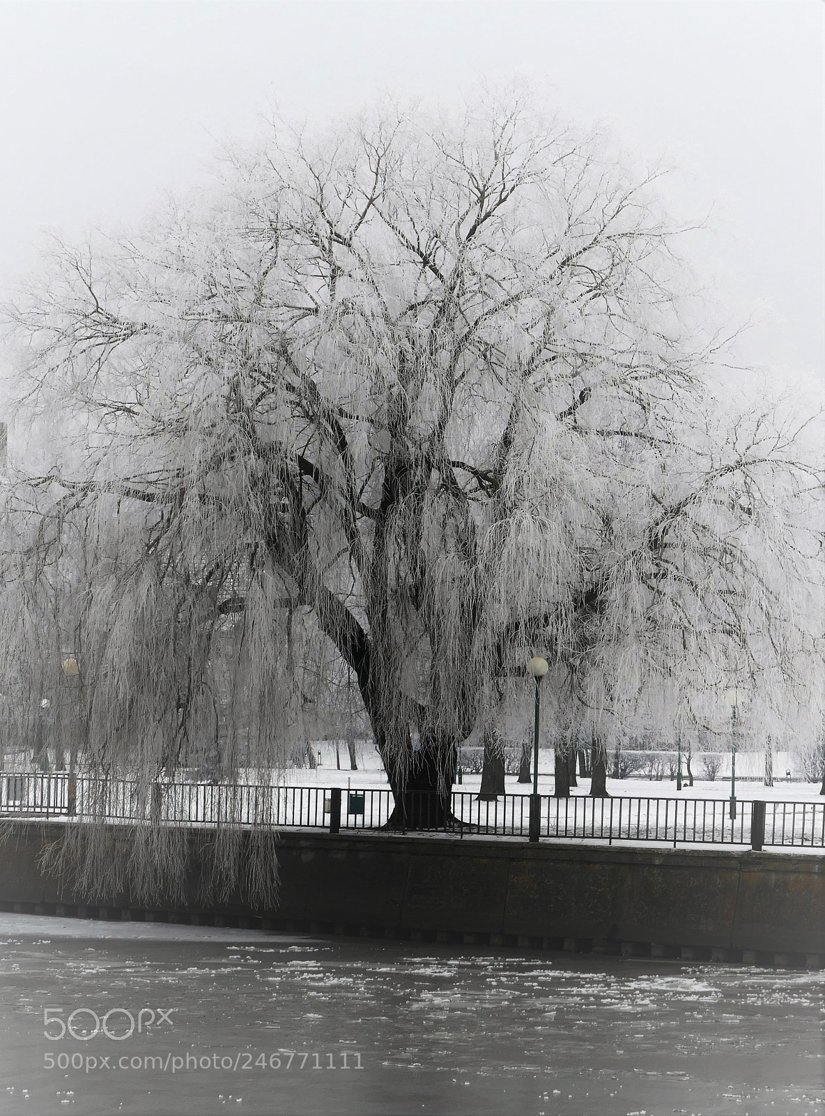 Panasonic Lumix DMC-FZ1000 sample photo. Tree by the river photography